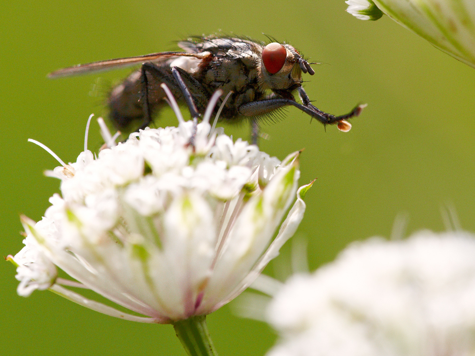 Fliege auf Fieberkleeblüte