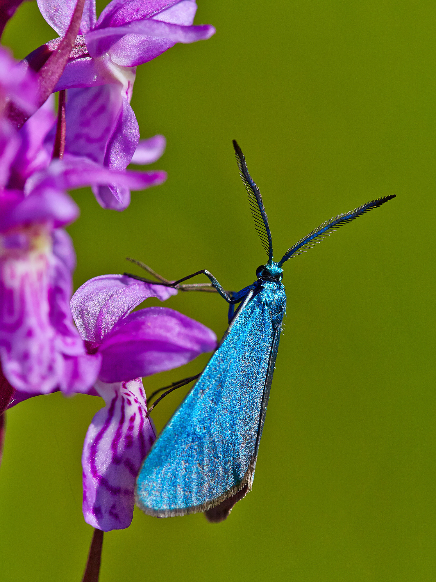 Ampfer-Grünwidderchen