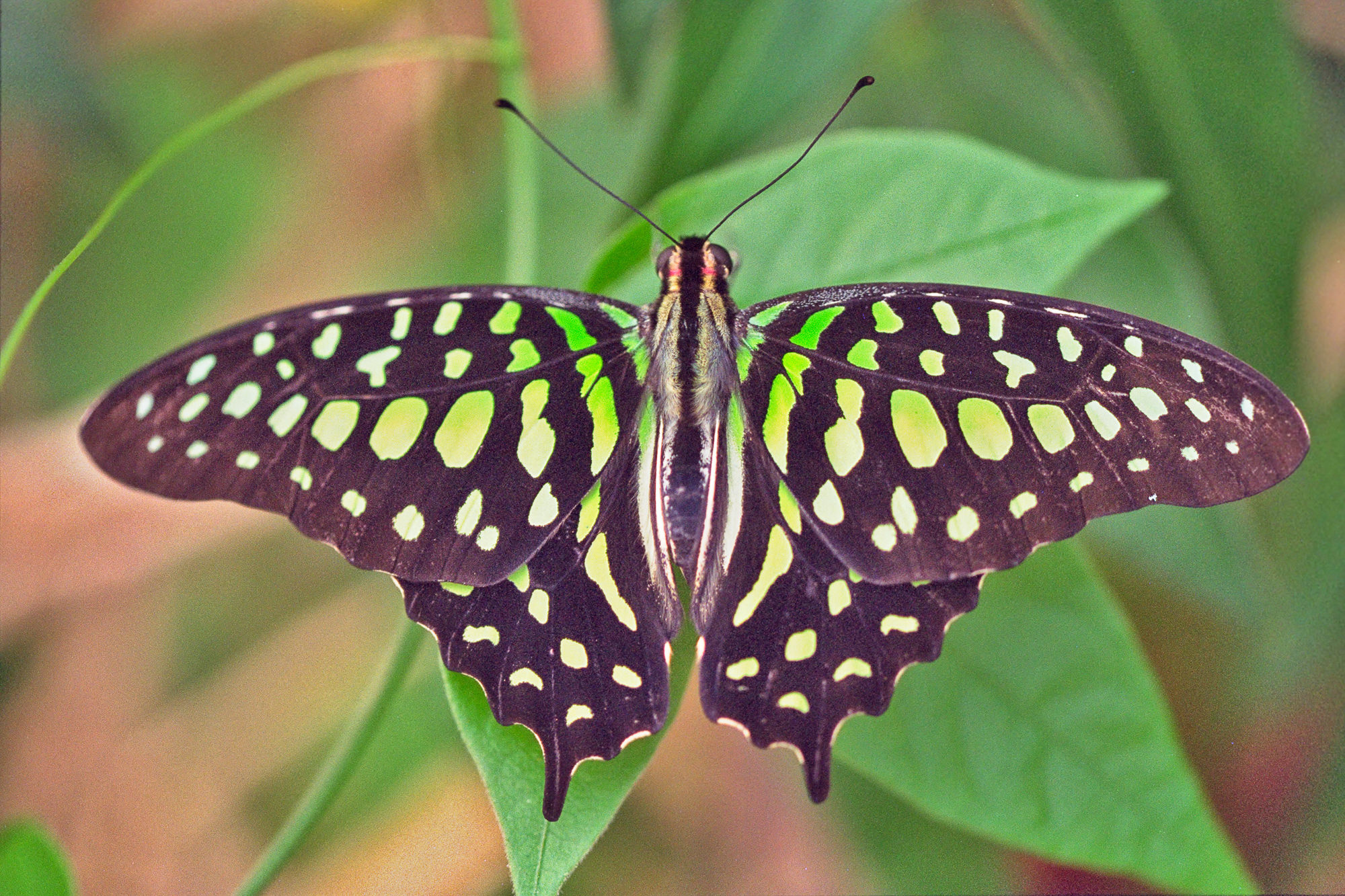Neonsegelfalter / Graphium agamemnon