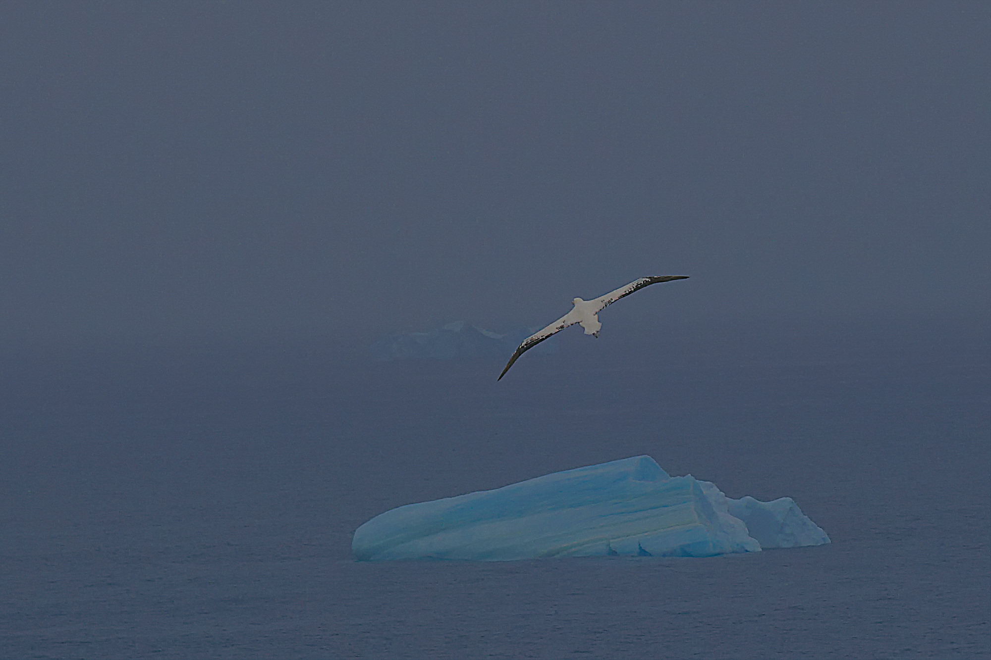 grenzenlose Freiheit für den Wanderalbatros
