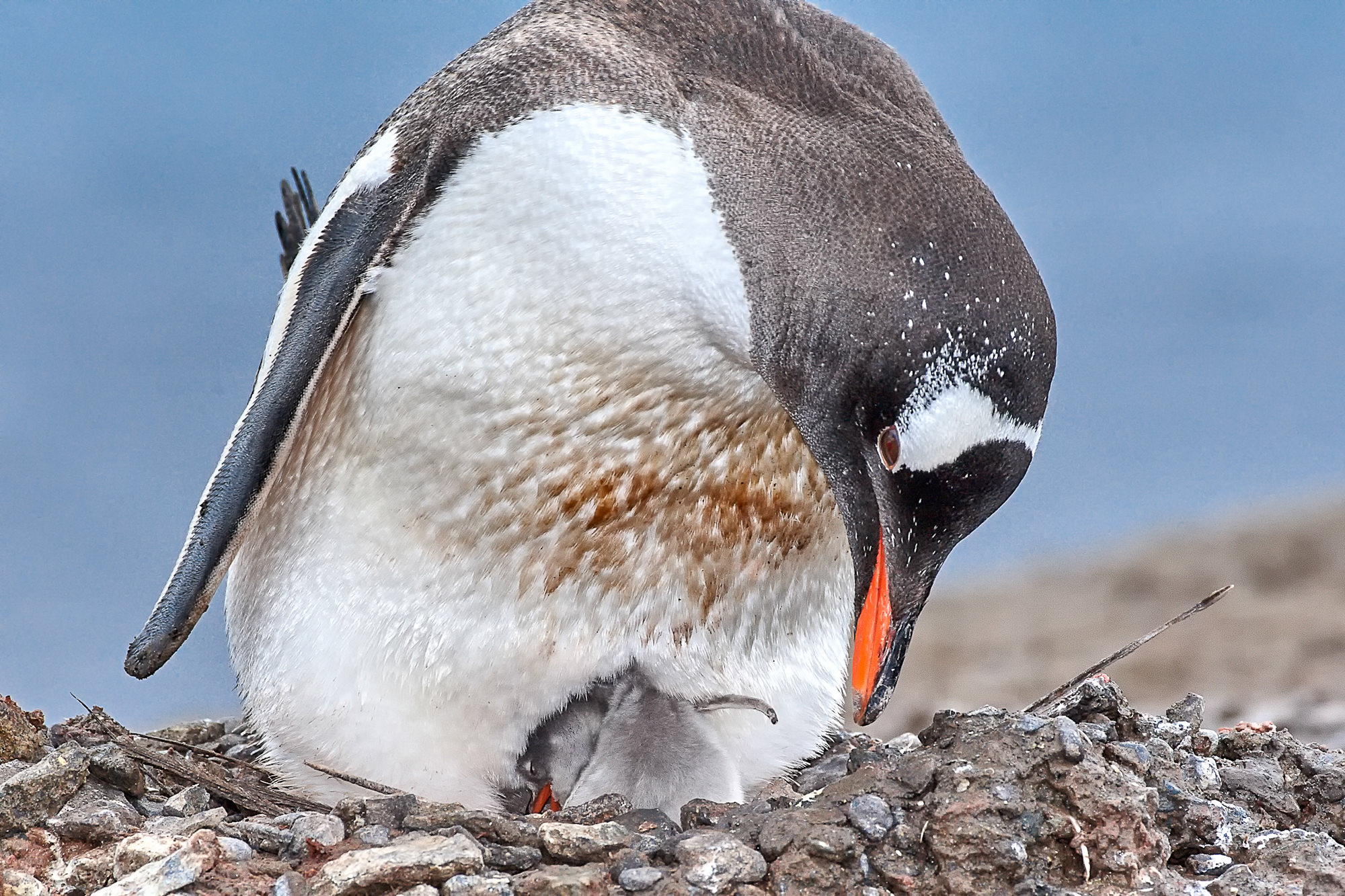 Eselspinguin mit Küken
