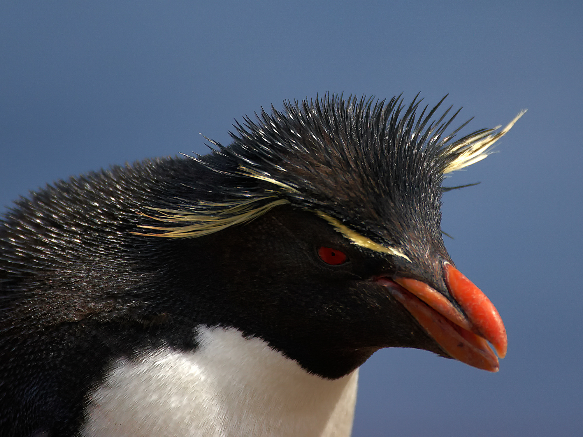 Felsenpinguin