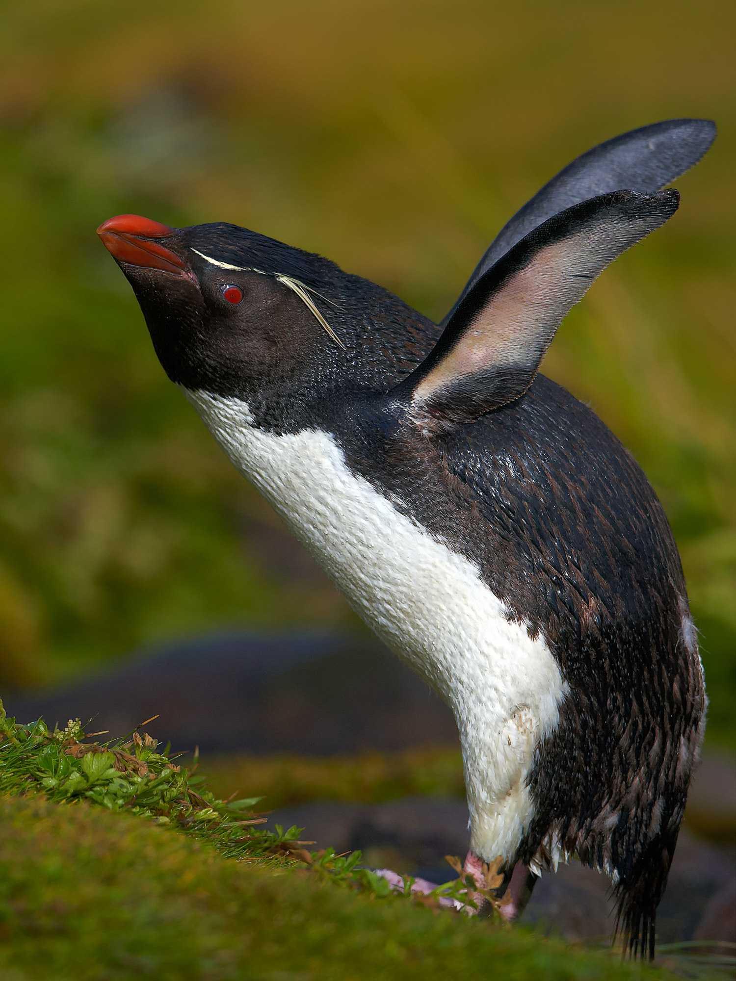 Felsenpinguin