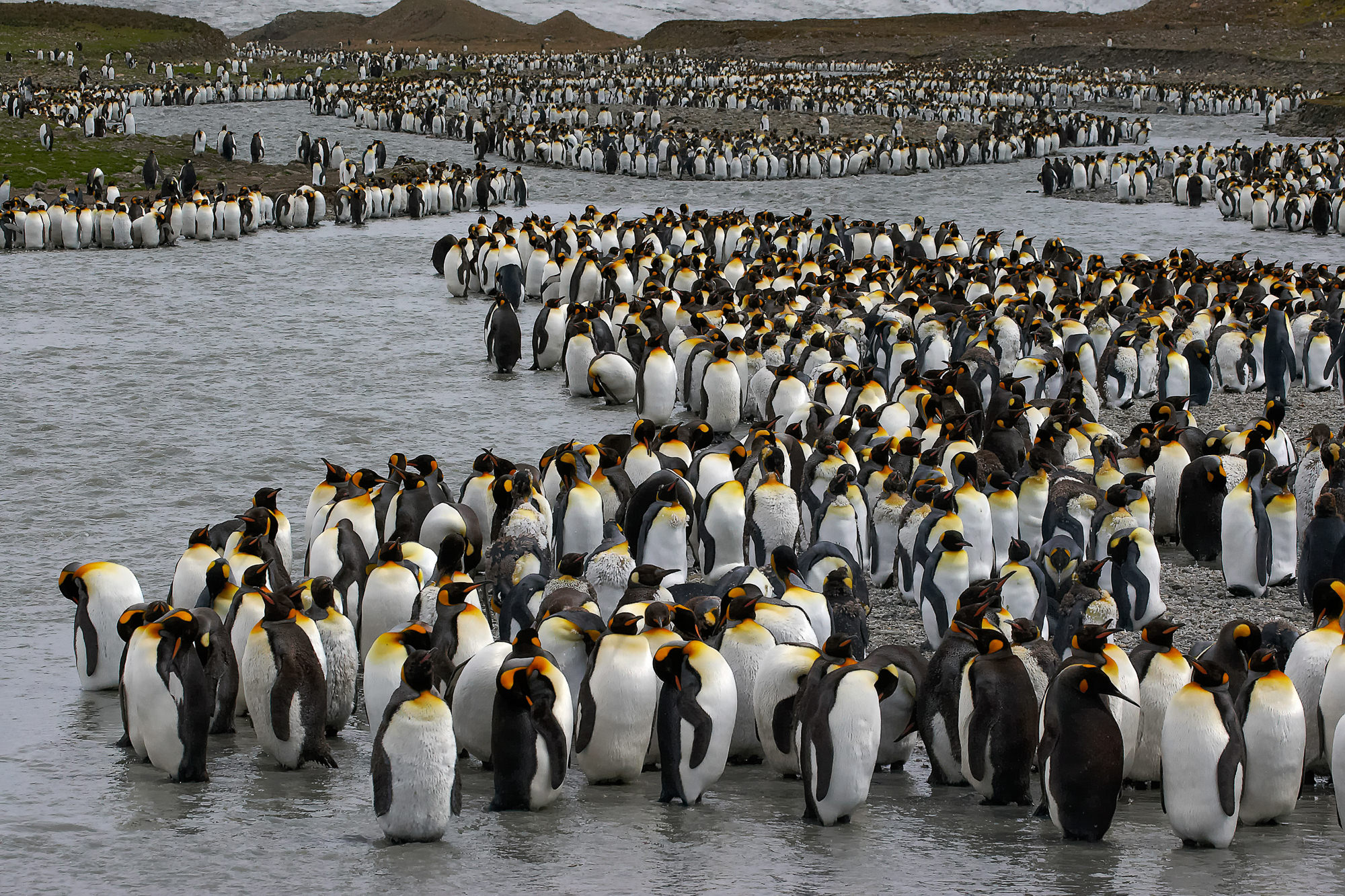 Königspinguine in Süd Georgien, St. Andrews Bay