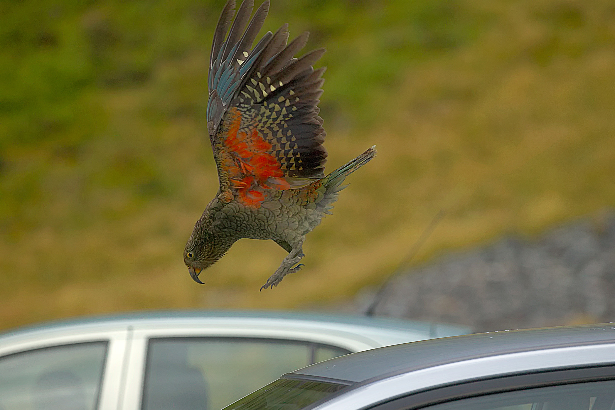 Kea zwischen wartenden Autos am Homer Pass, Neuseeland