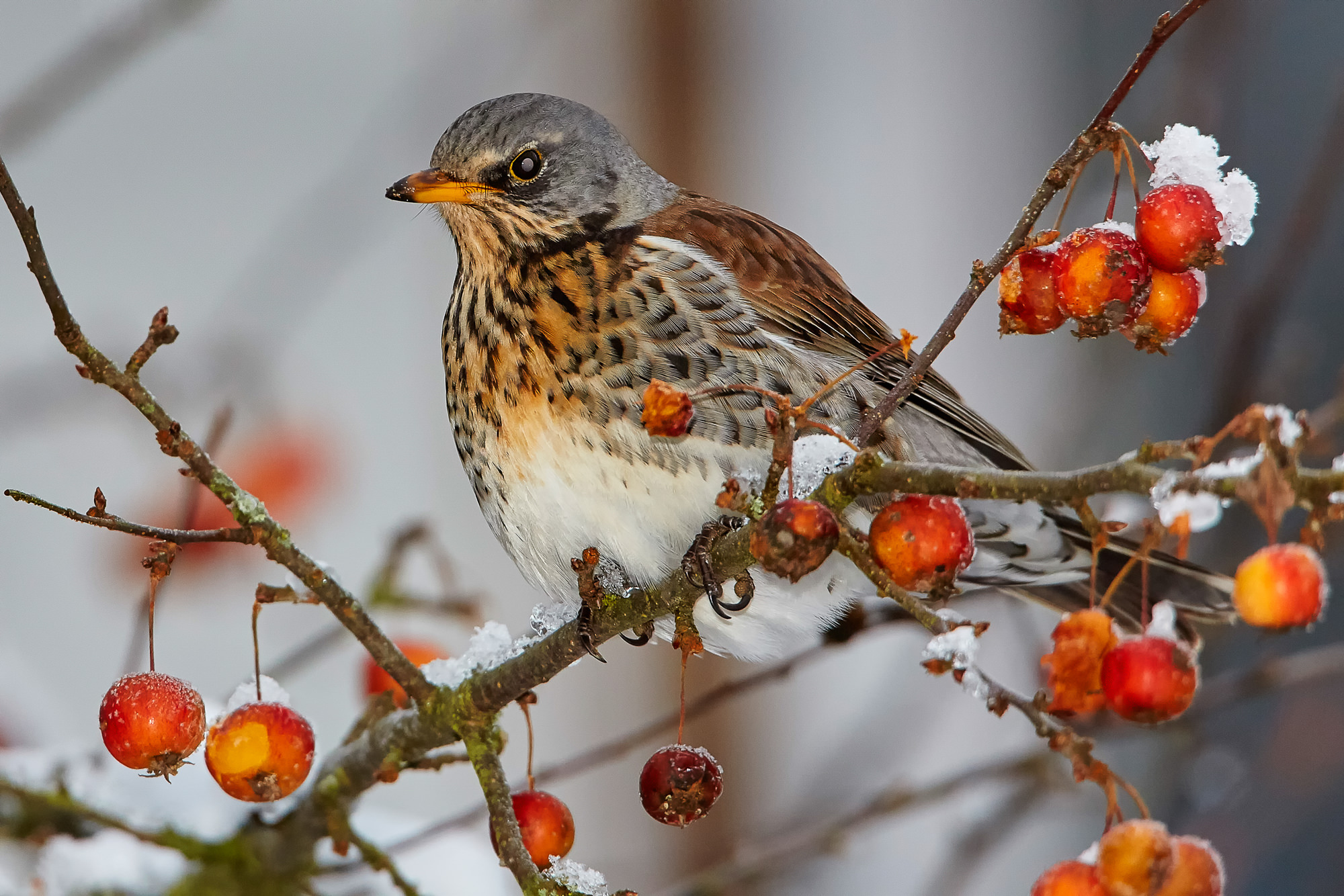 Wacholderdrossel im Zierapfelbaum
