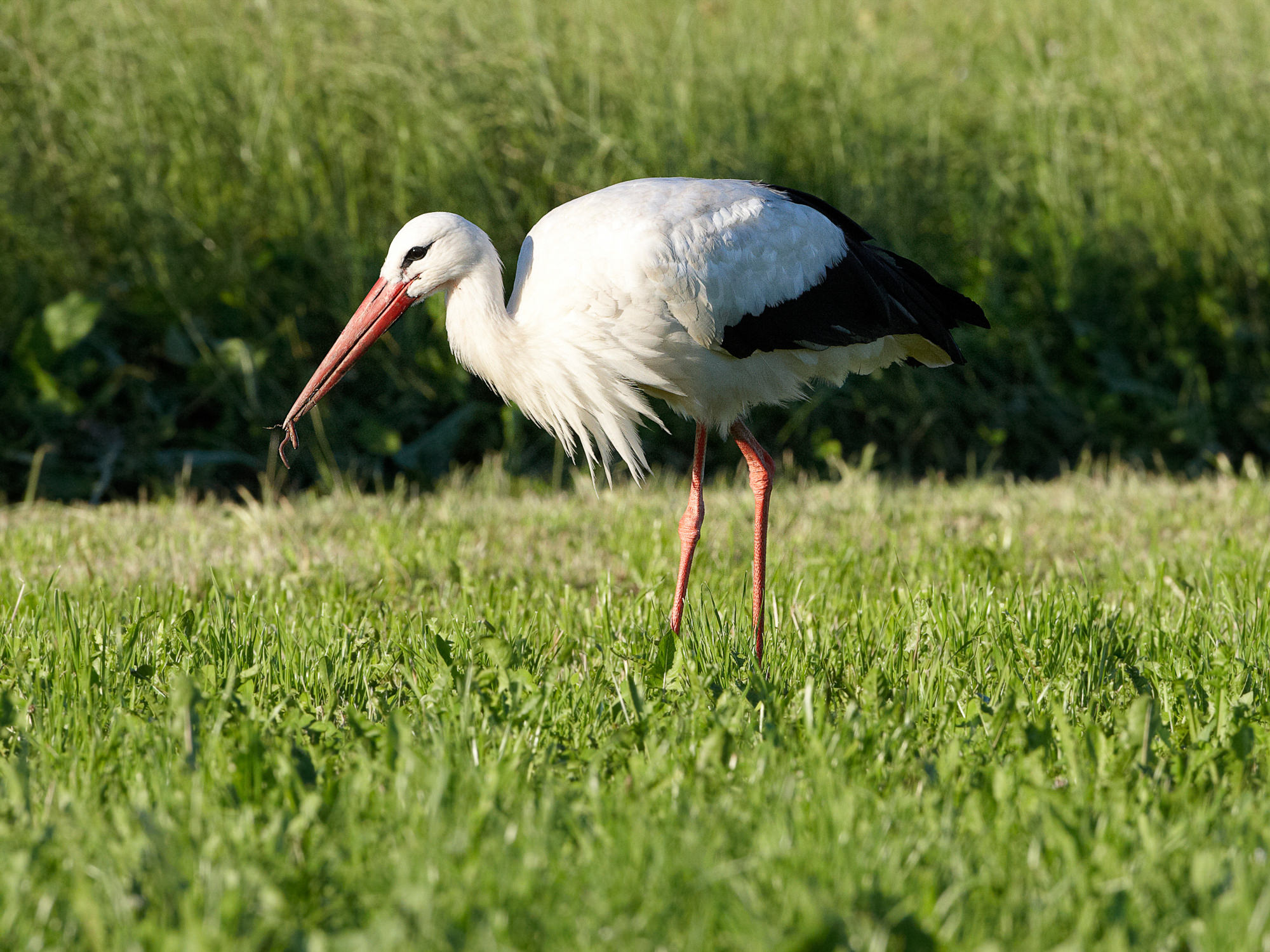 Storch