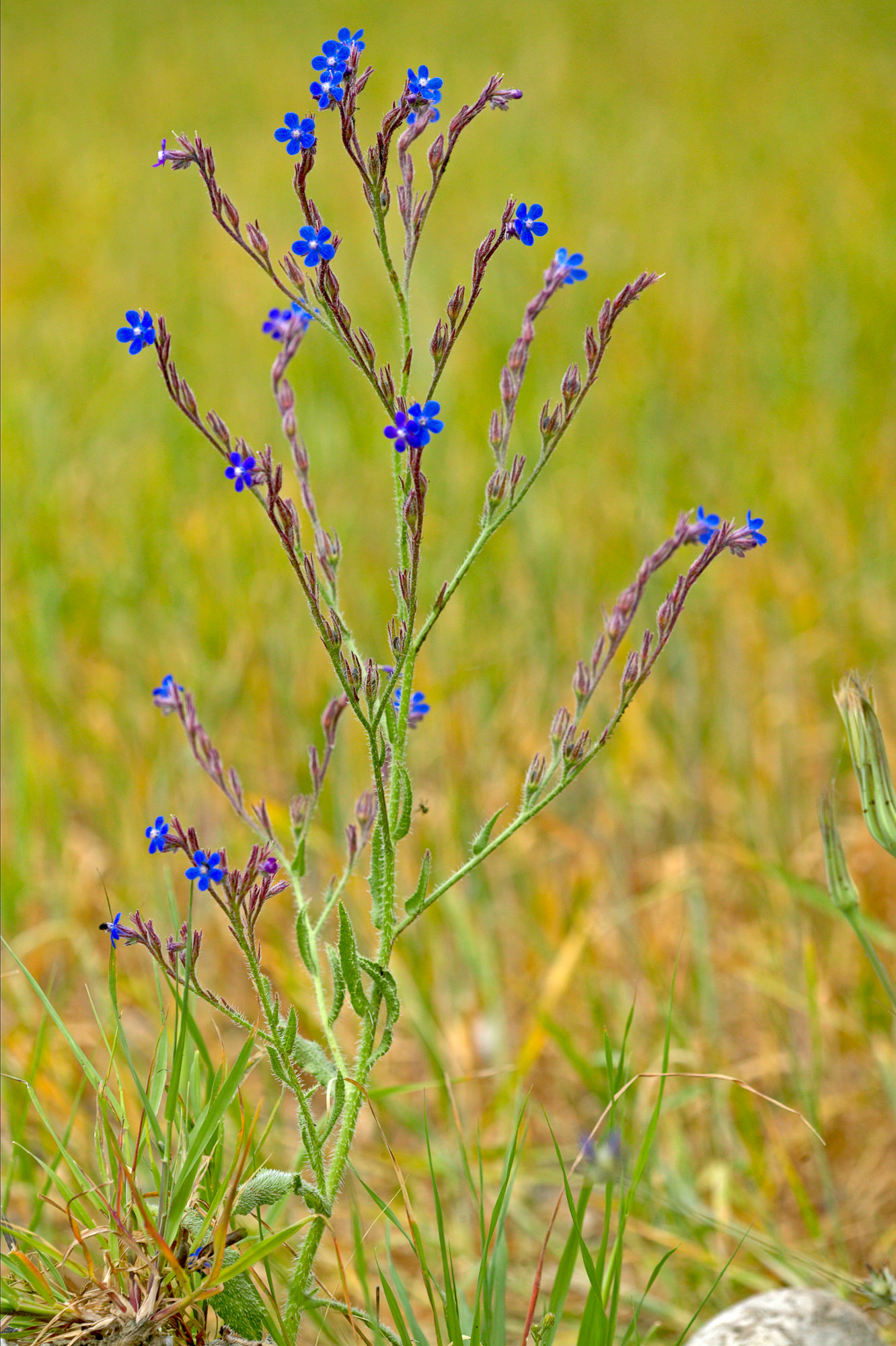 Ackervergissmeinnicht