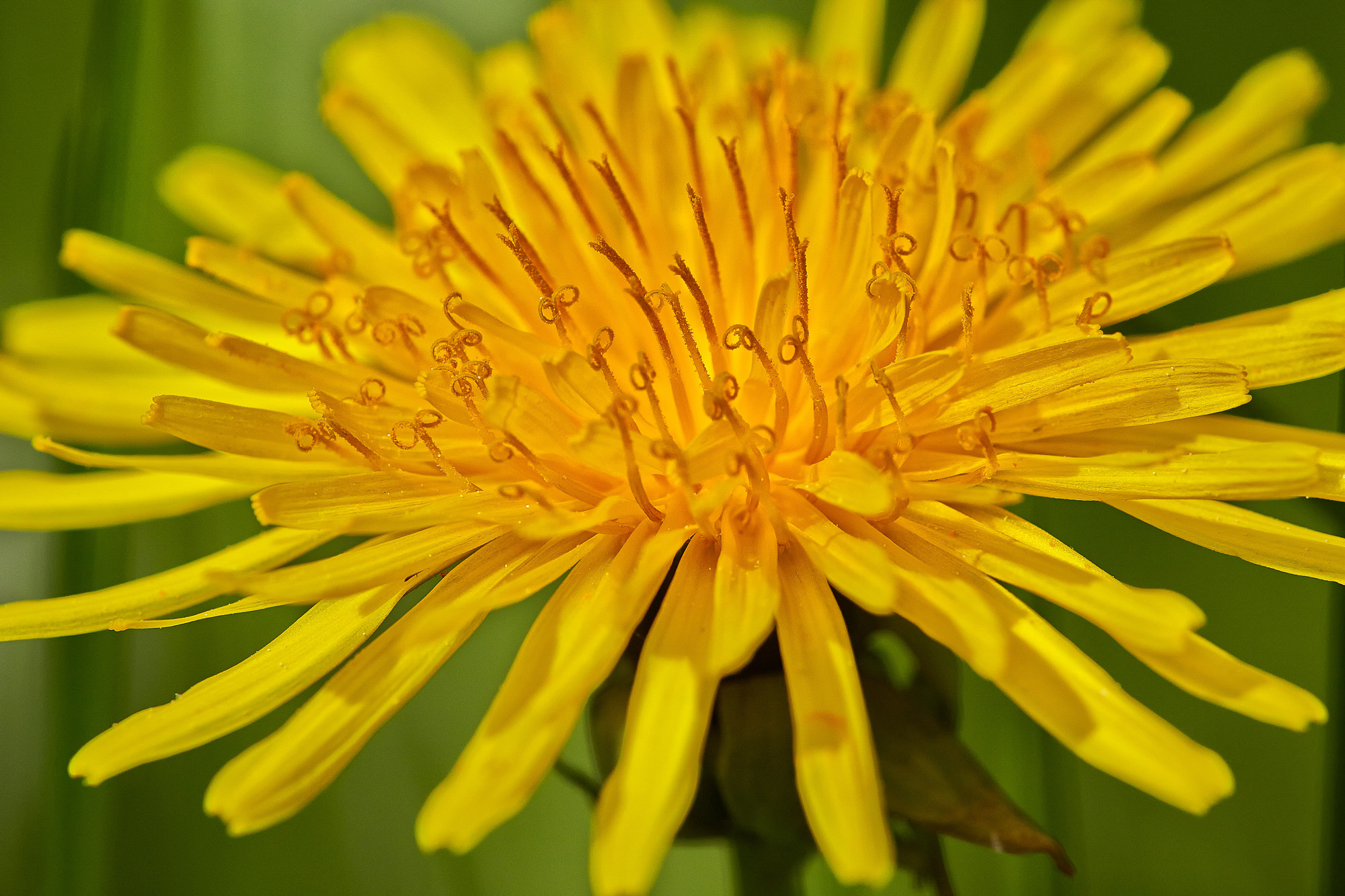 Gewöhnlicher Löwenzahn