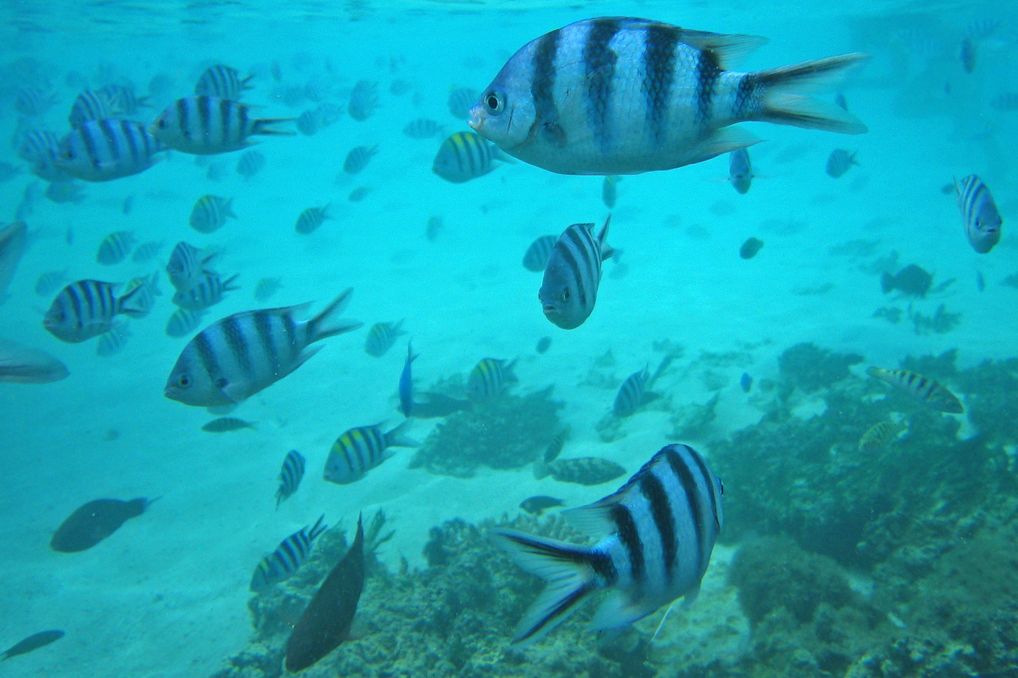 Unterwasserwelt der Südsee