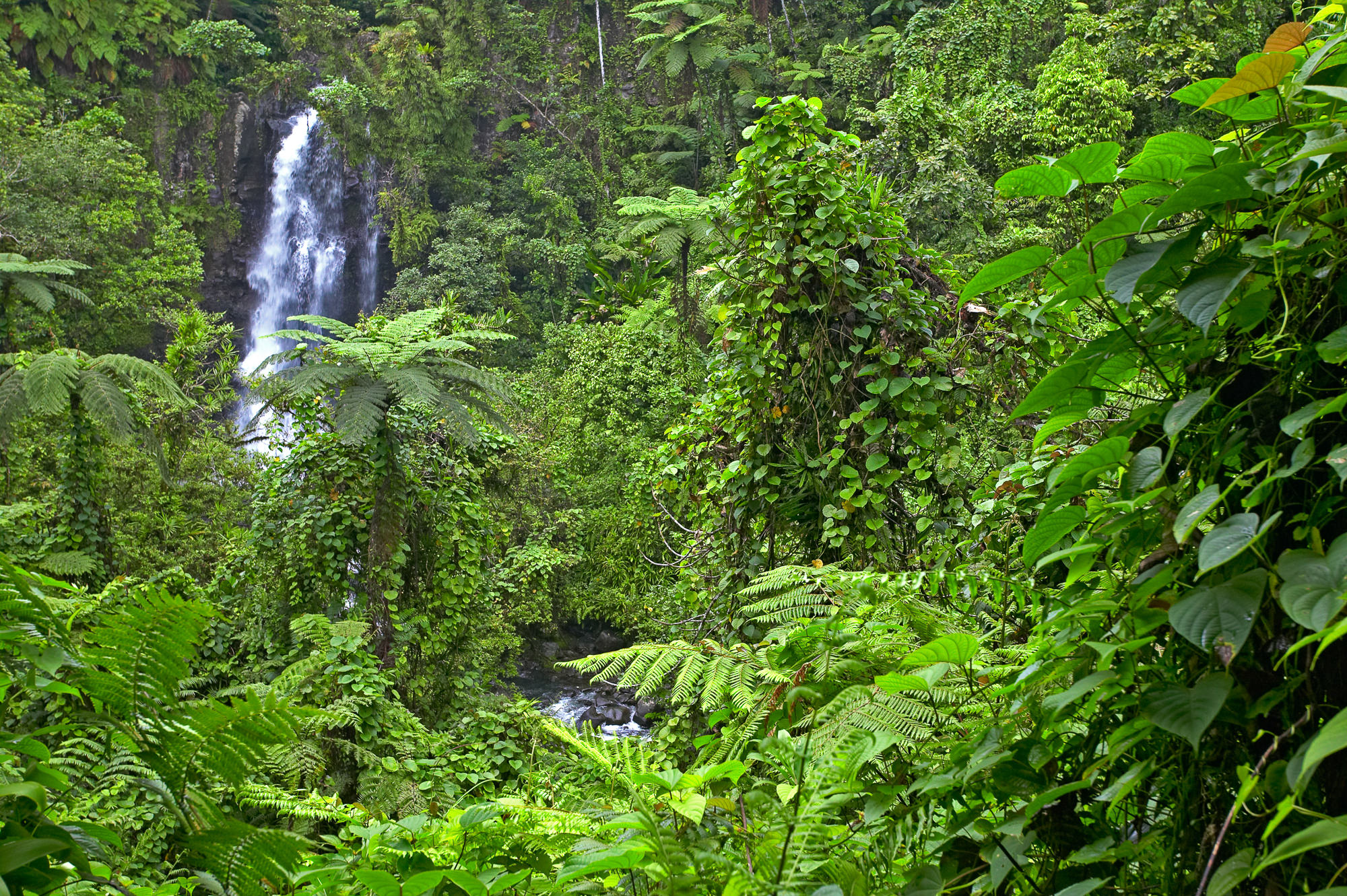 Wasserfall im Regenwald von Taveuni