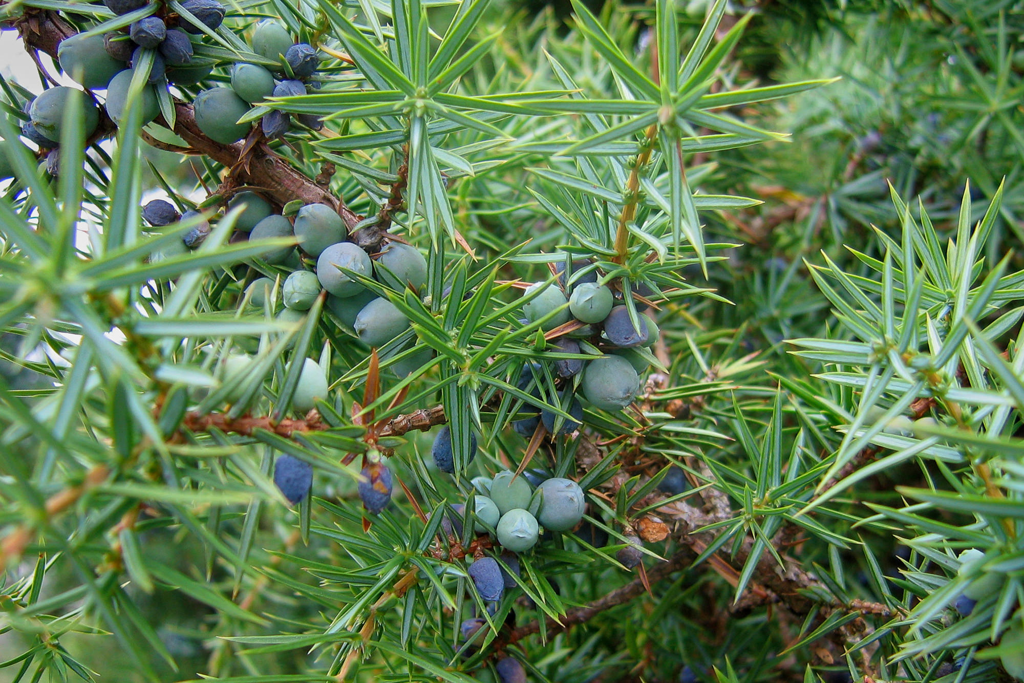 Tag 1: Von Aumont-Aubrac nach Nasbinals