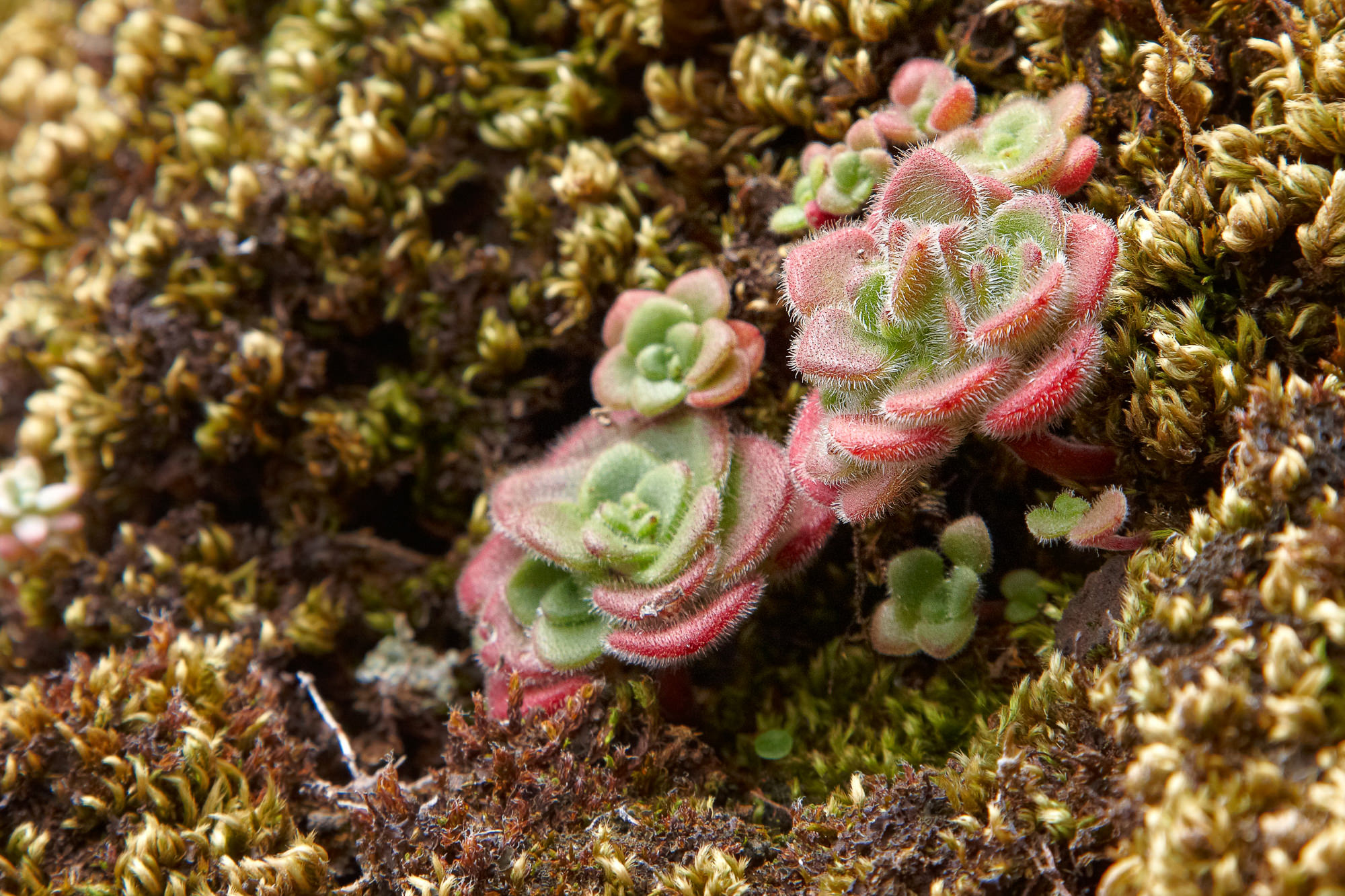 Aeonium glandulosum Succulente, endemisch auf Madeira