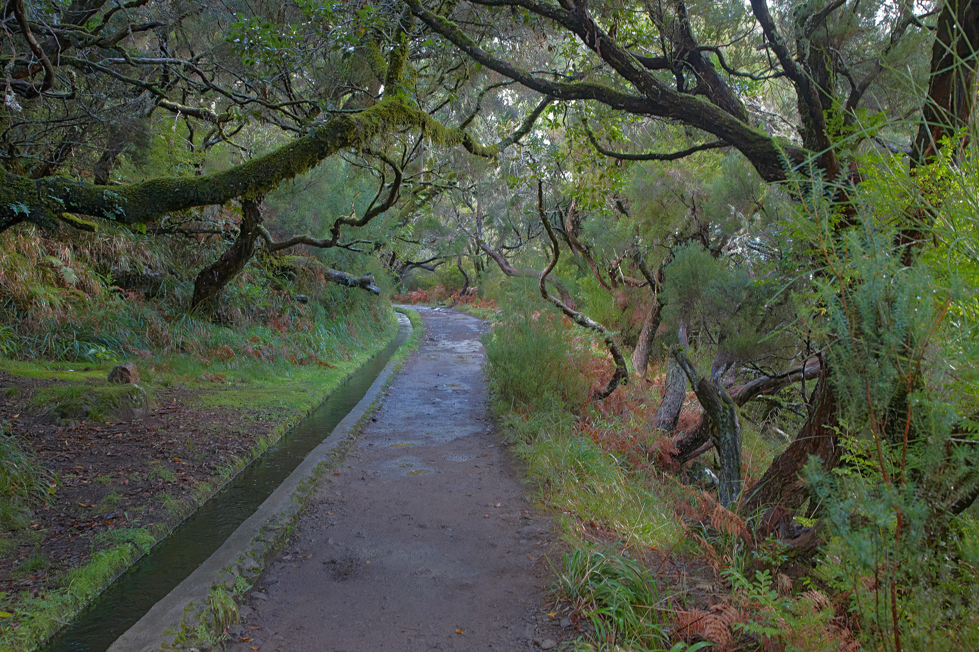 Wanderweg entlang einer Levada durch den Lorbeerwald
