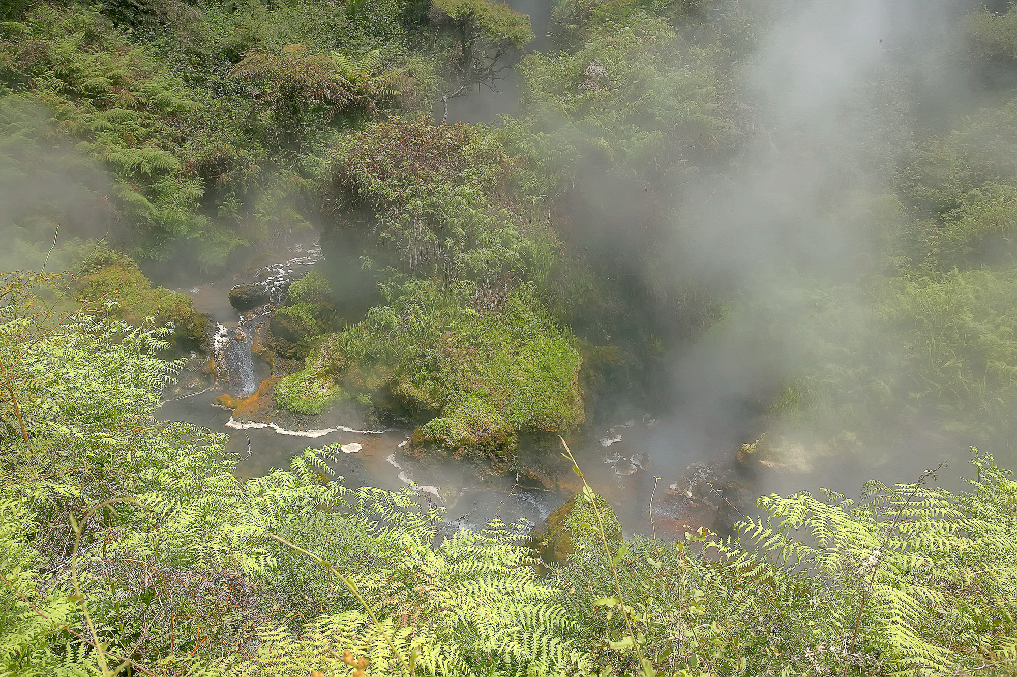 kochend heißer Bach bei Rotorua