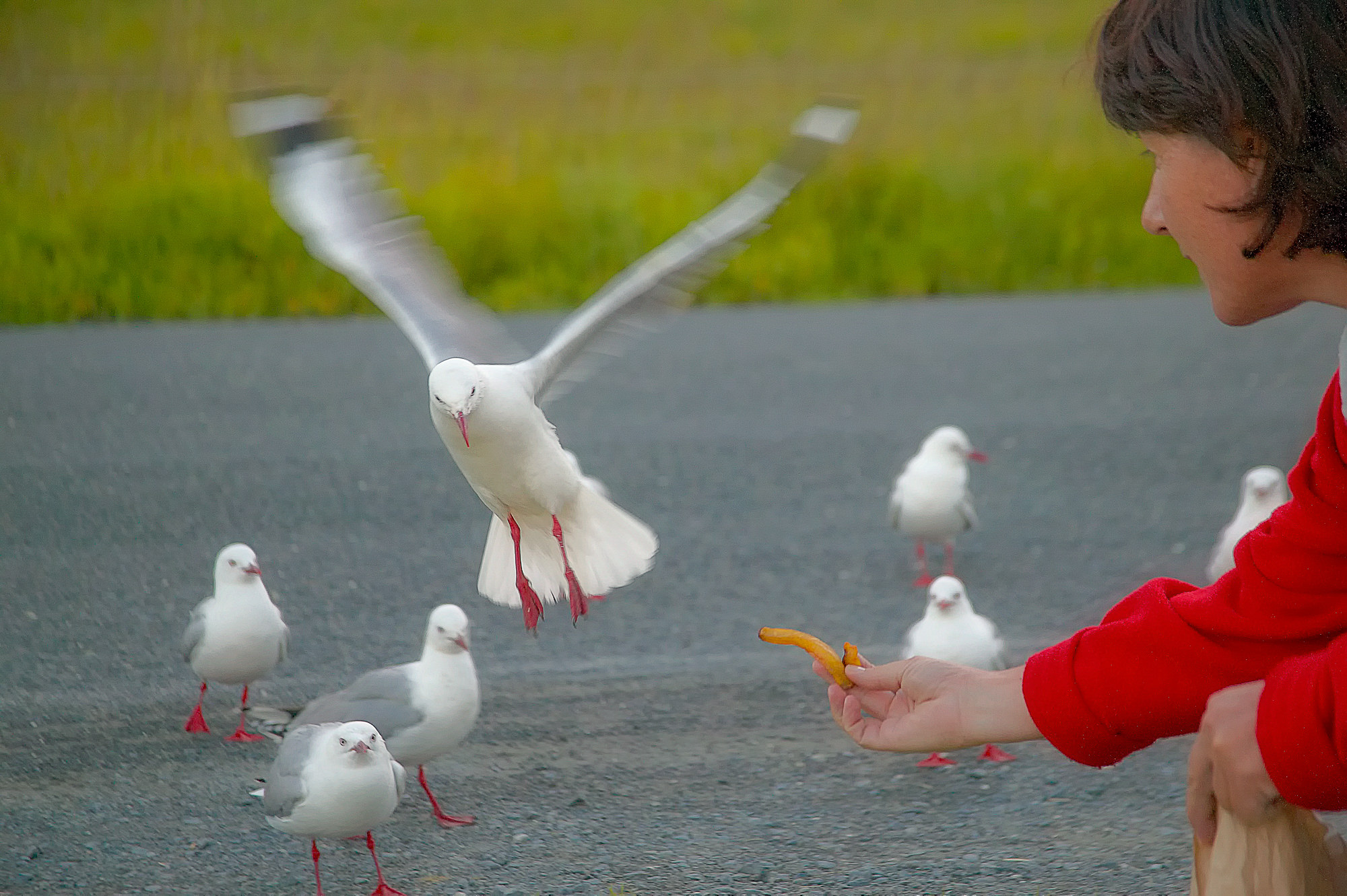 fish and chips für alle