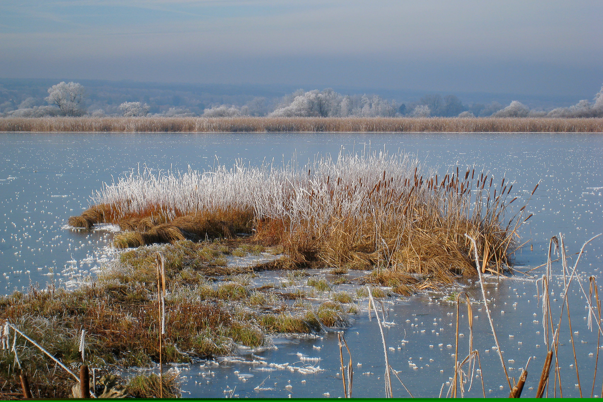 Raureif am Ammersee