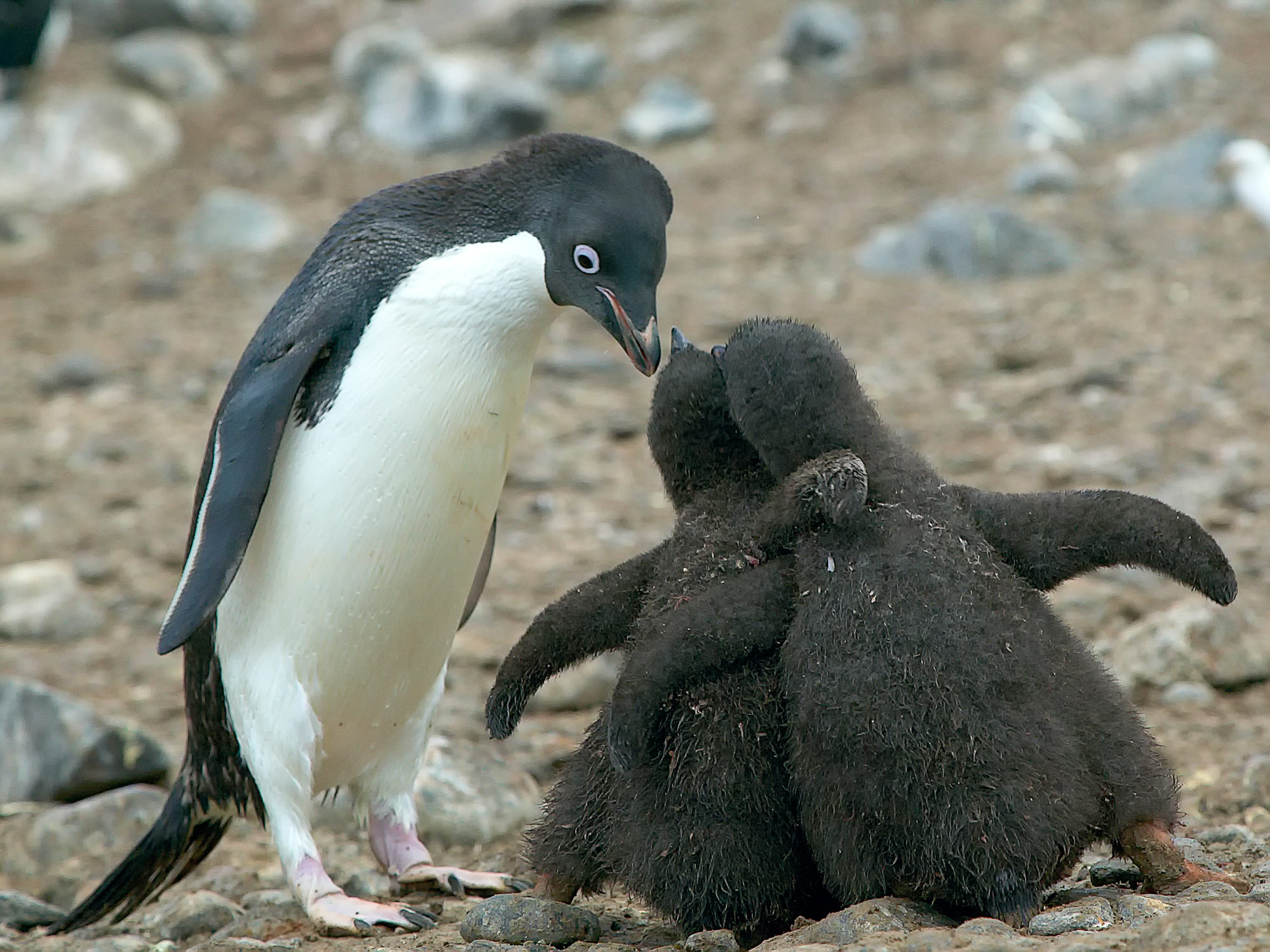begging adelie penguin cubs