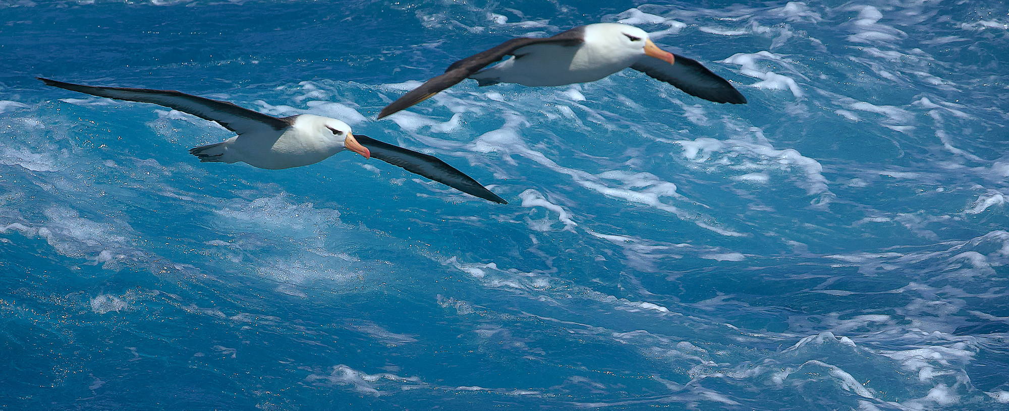 wandering albatross