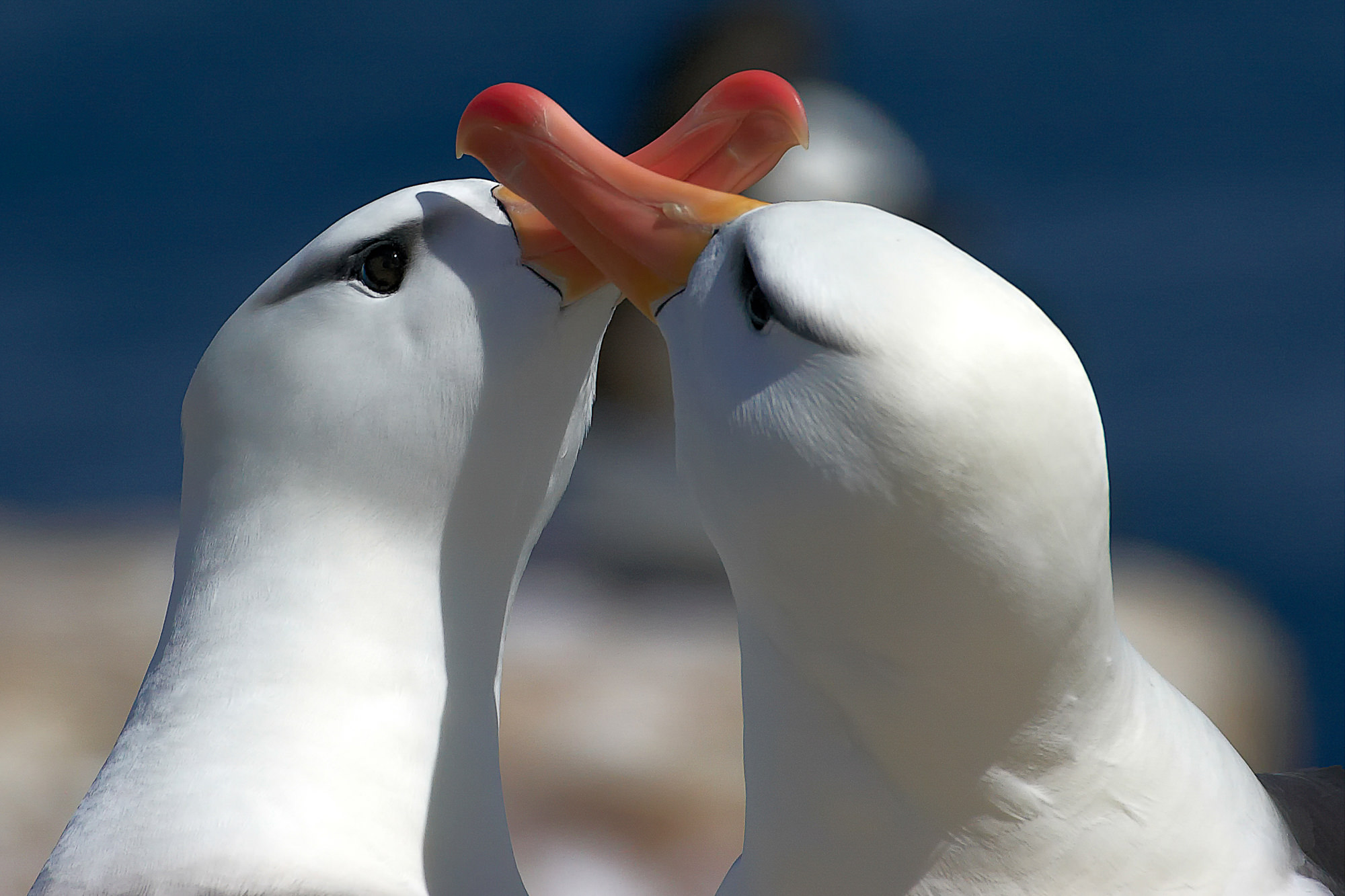courtship wandering albatross