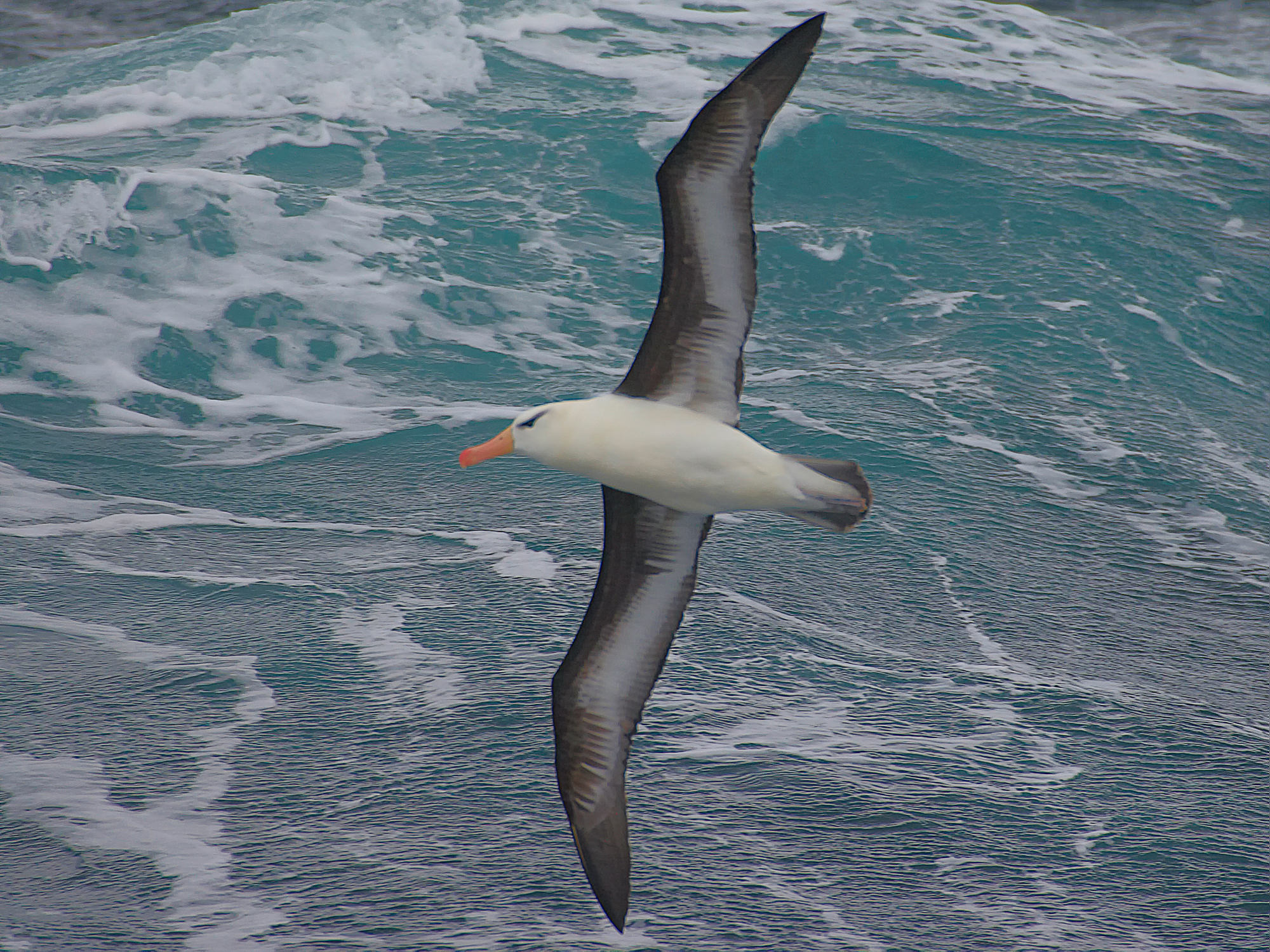 wandering albatross