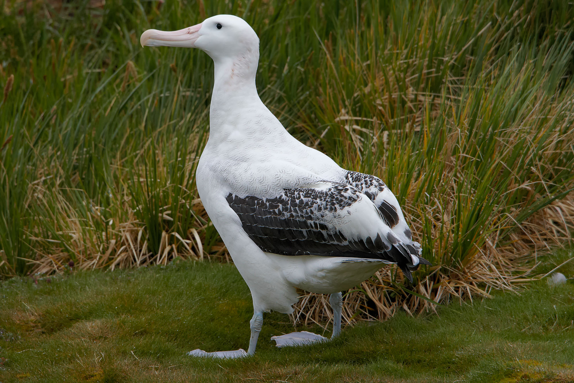 wandering albatross