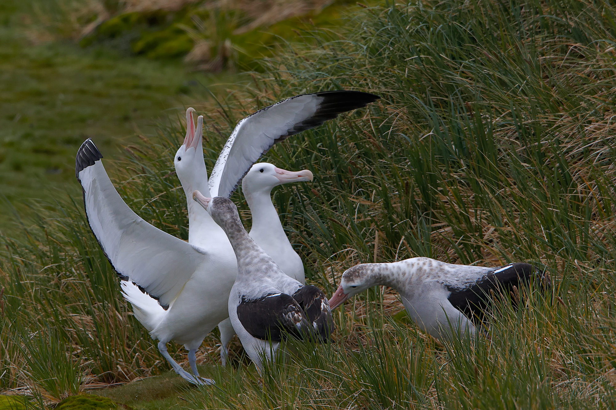 courting wandering albatross, Prion Island, South Georgia