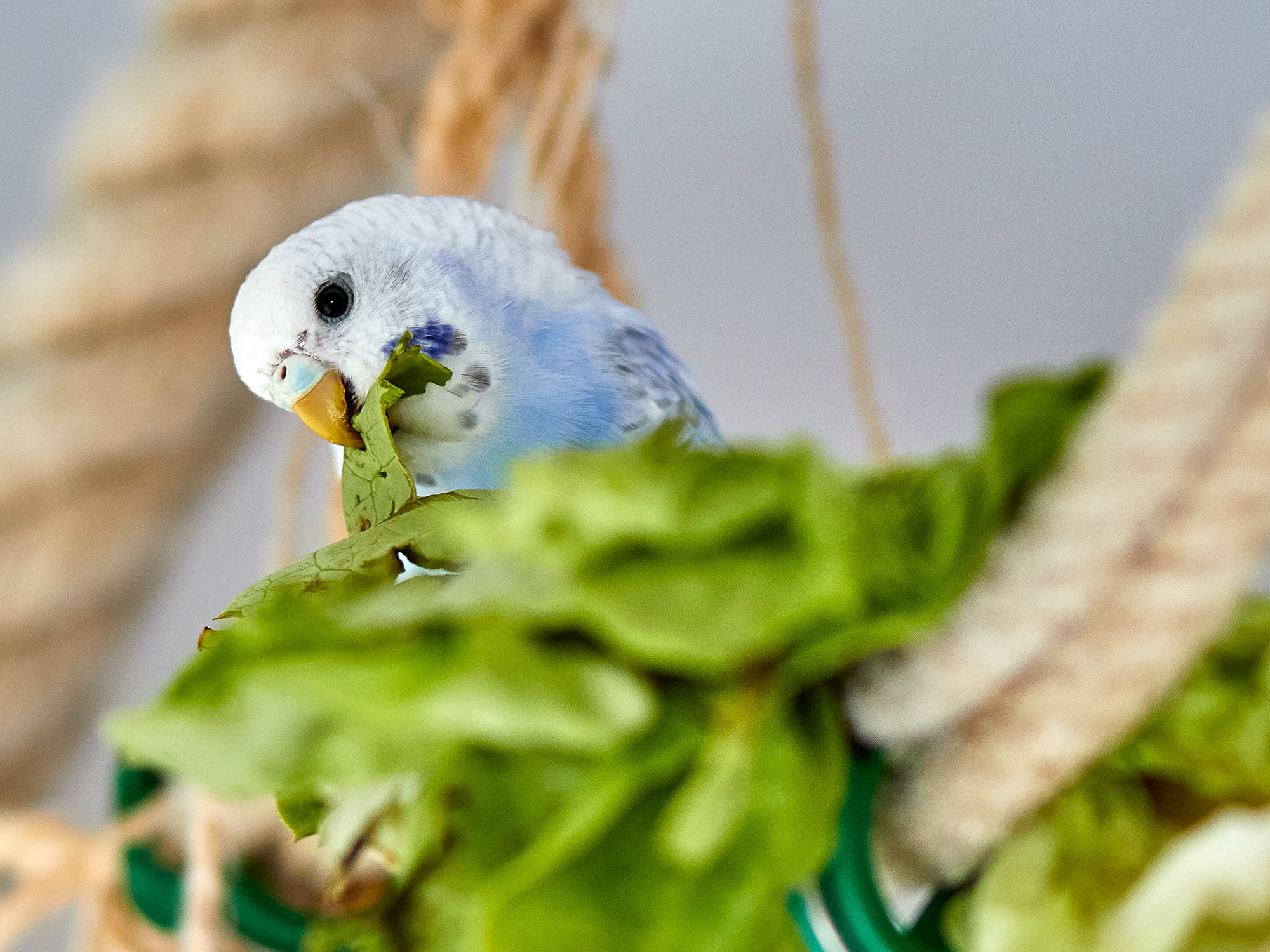 budgerigar