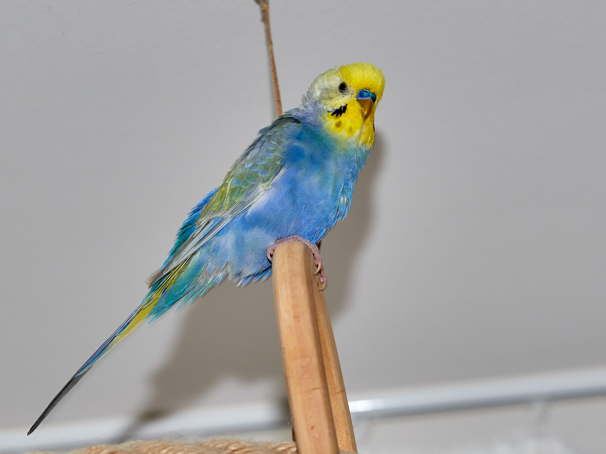 budgerigar