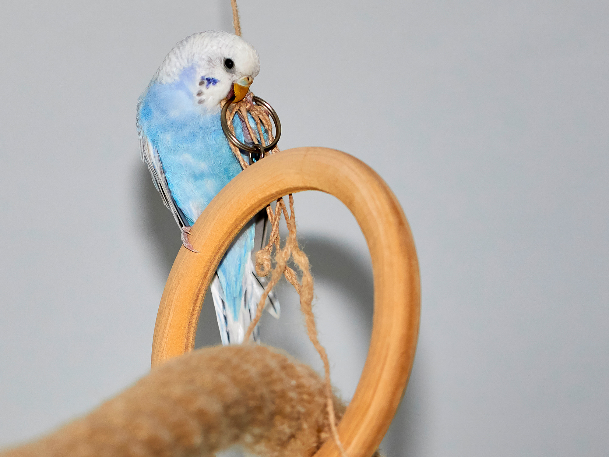 budgerigar