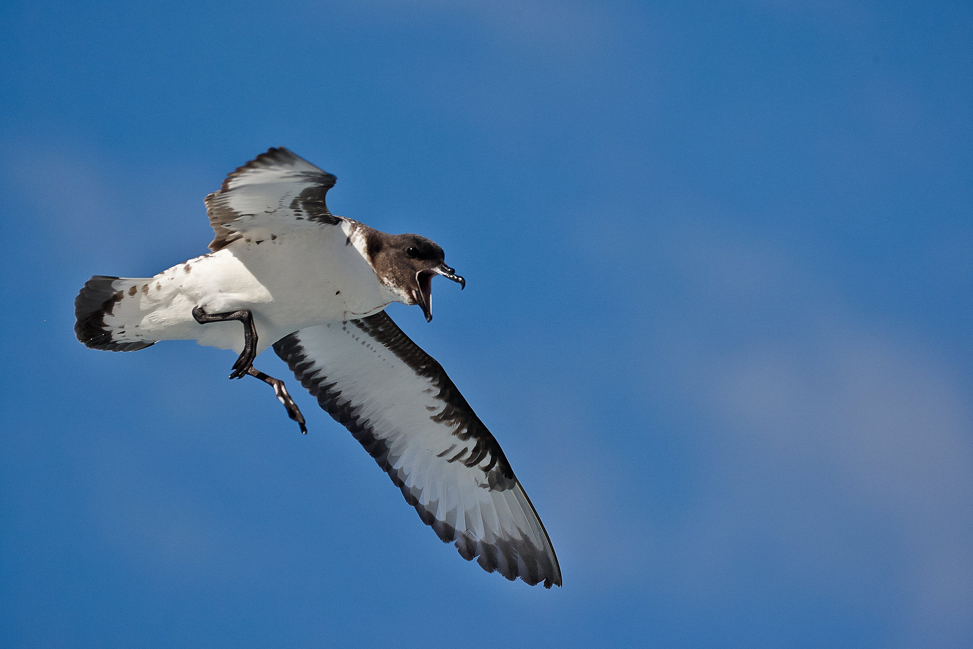 cape petrel