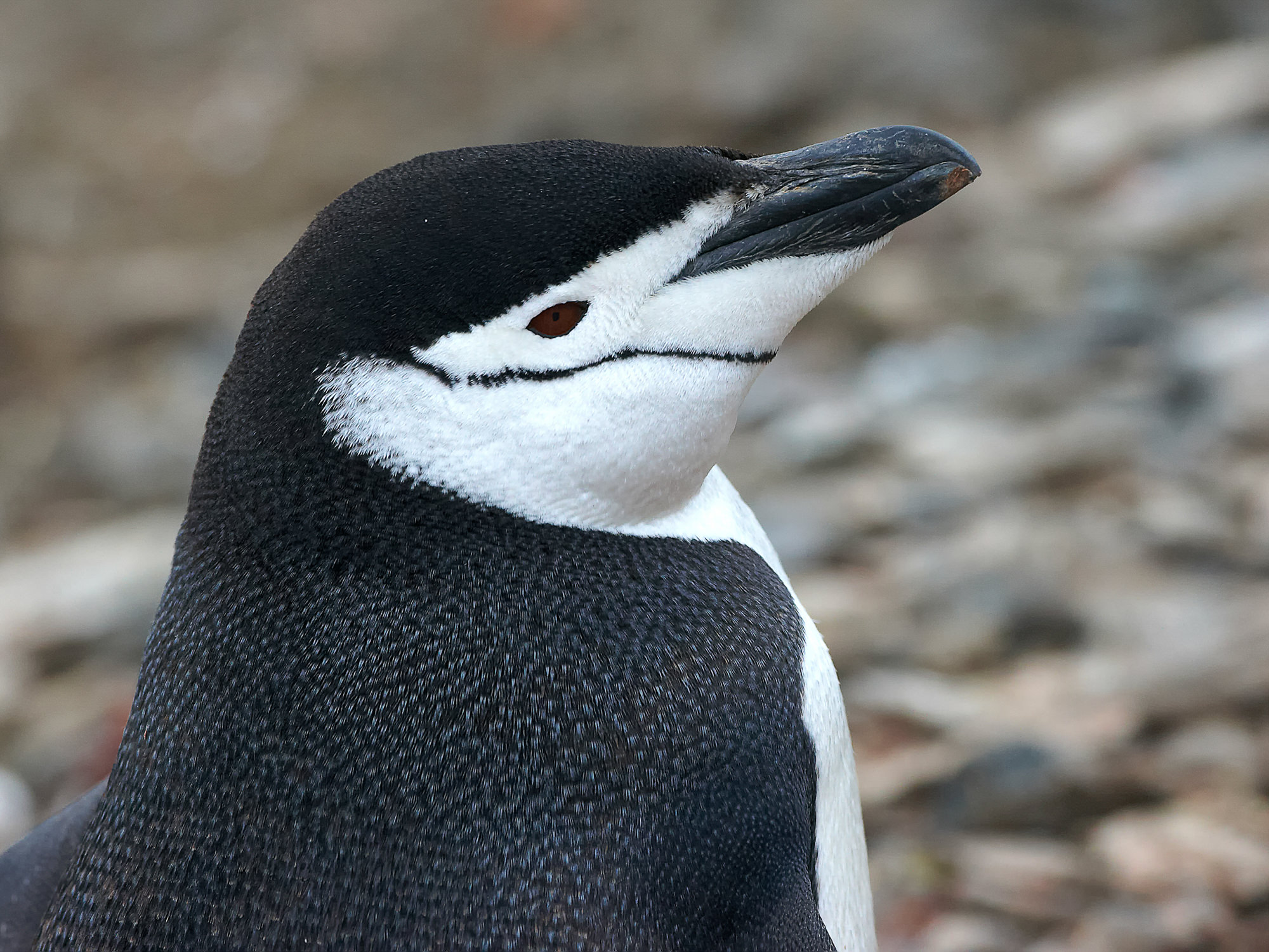 chinstrap penguin