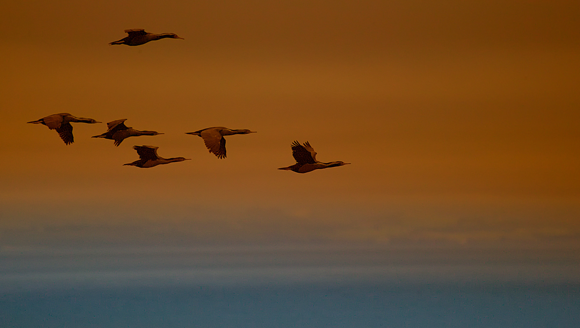 cormorants, New Zealand