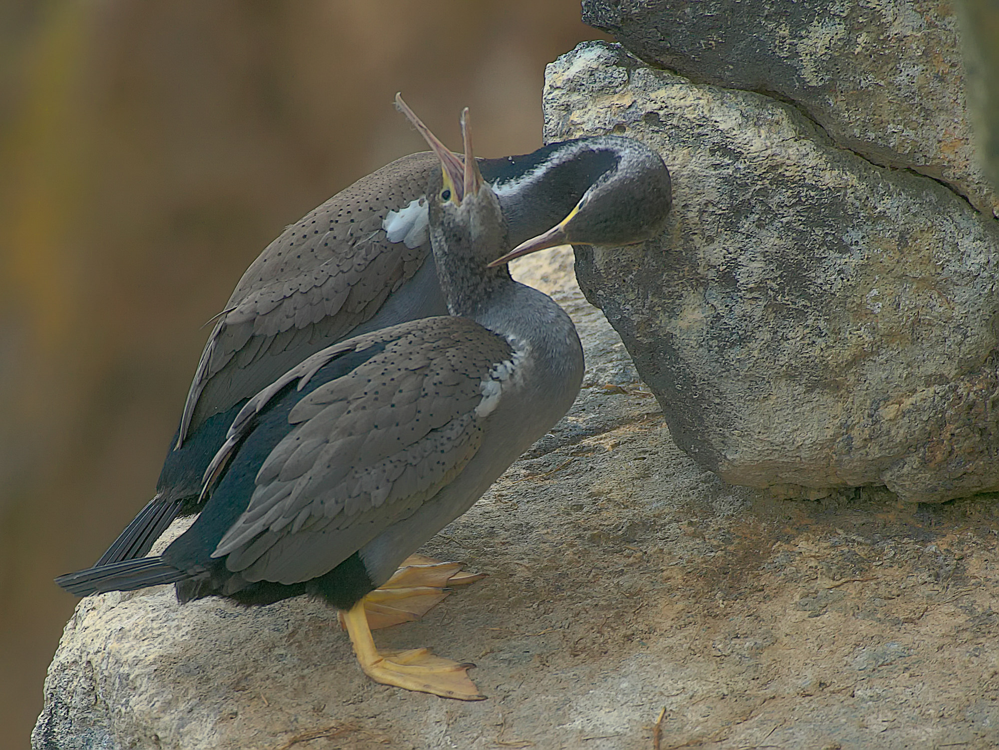 cormorants, New Zealand
