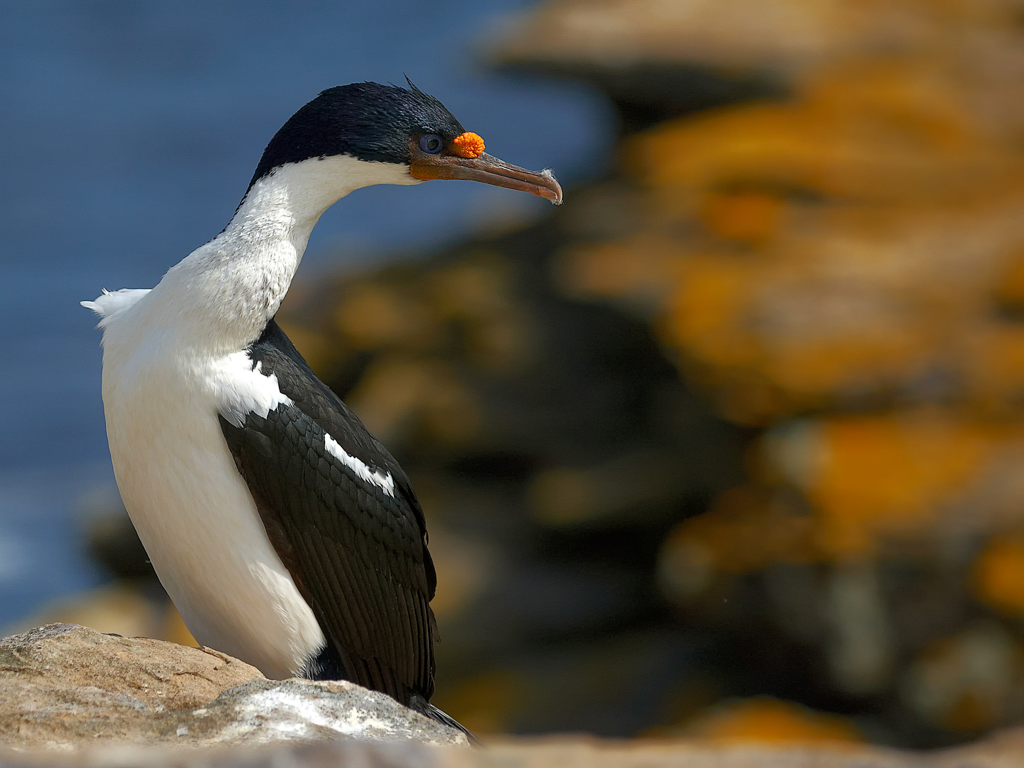 cormorant, Falklands