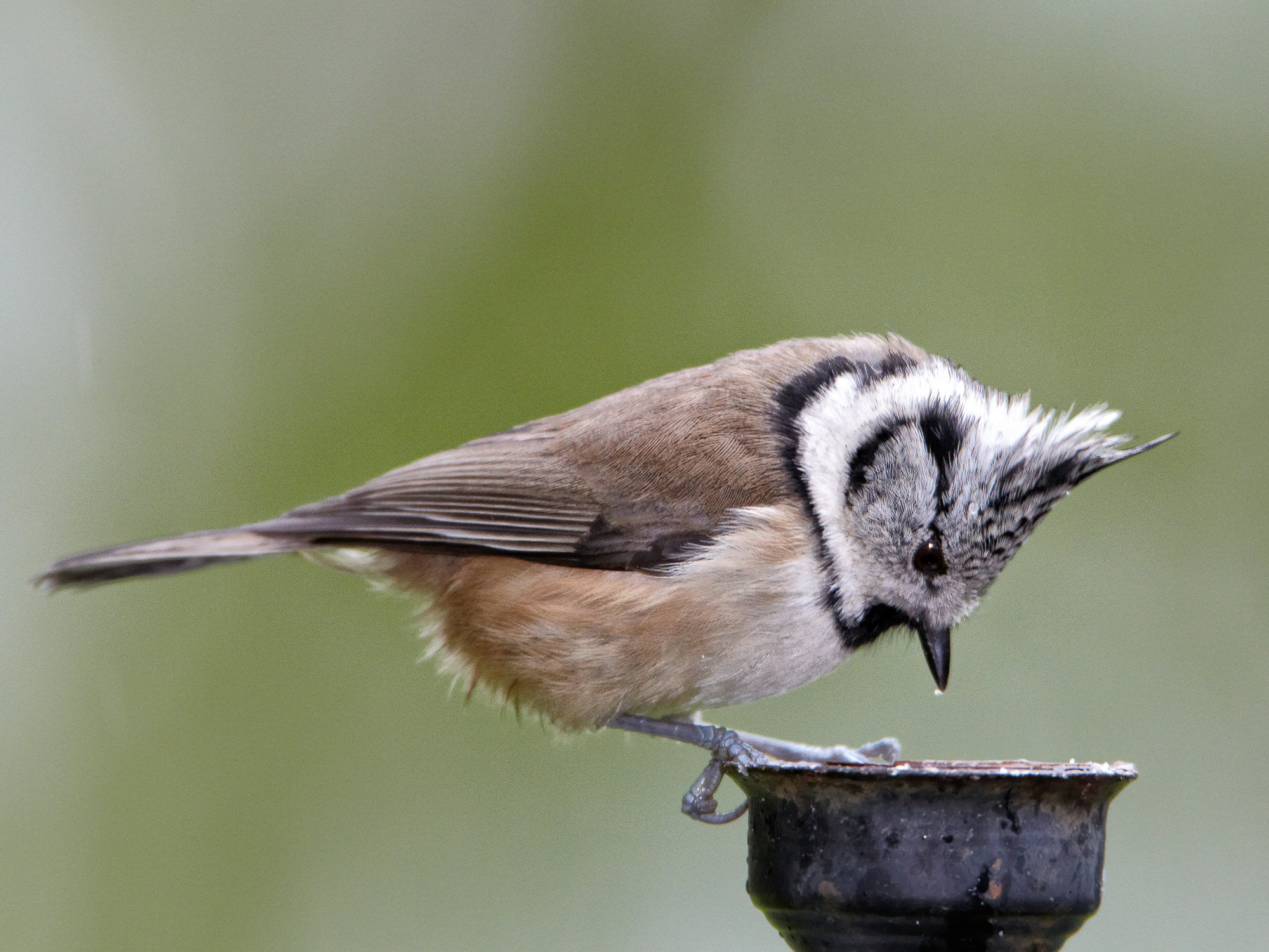 crested tit