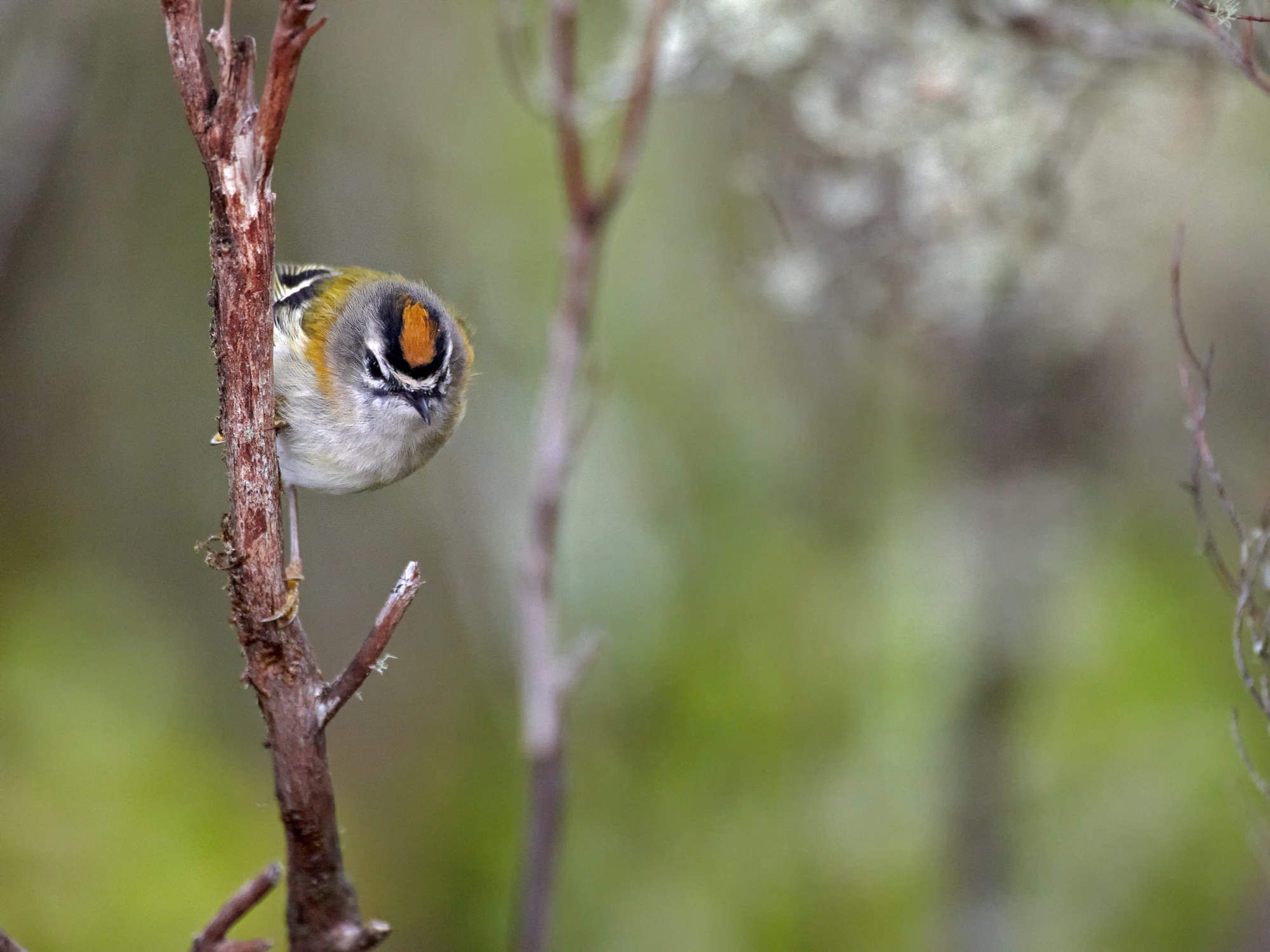 firecrest