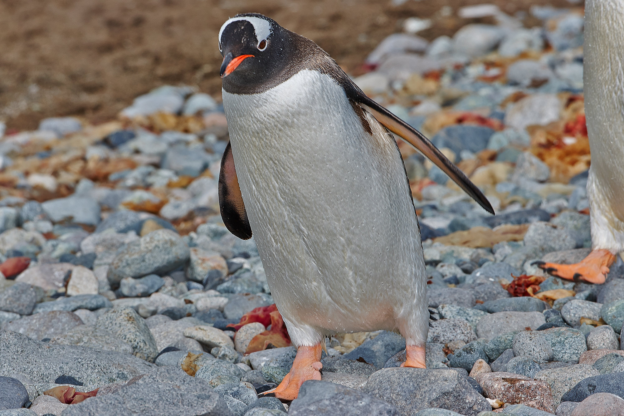 gentoo penguin