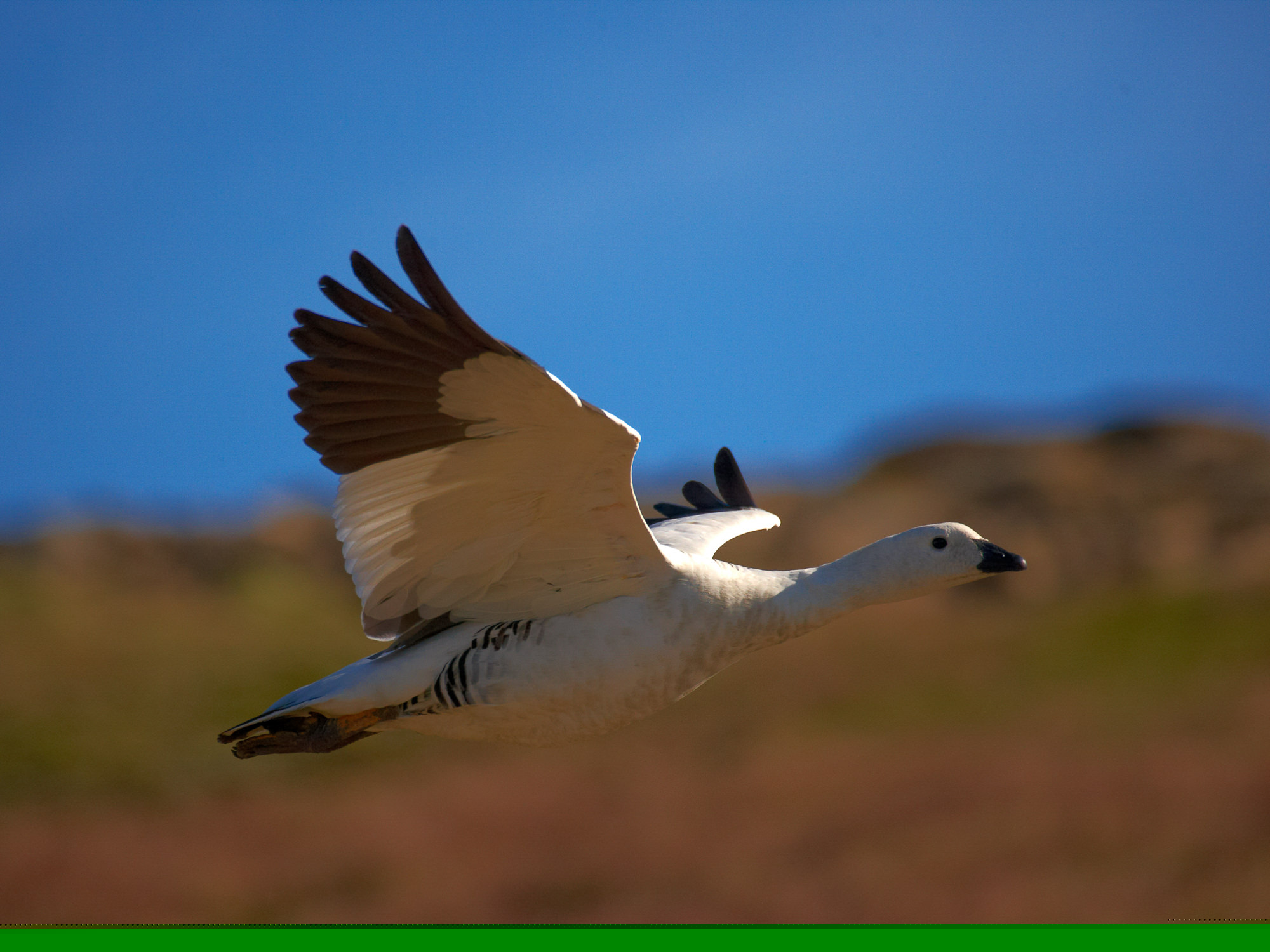 magellan goose (female)