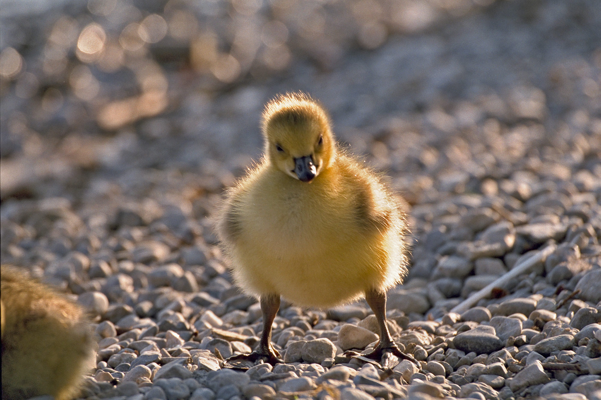 greylag goose chick