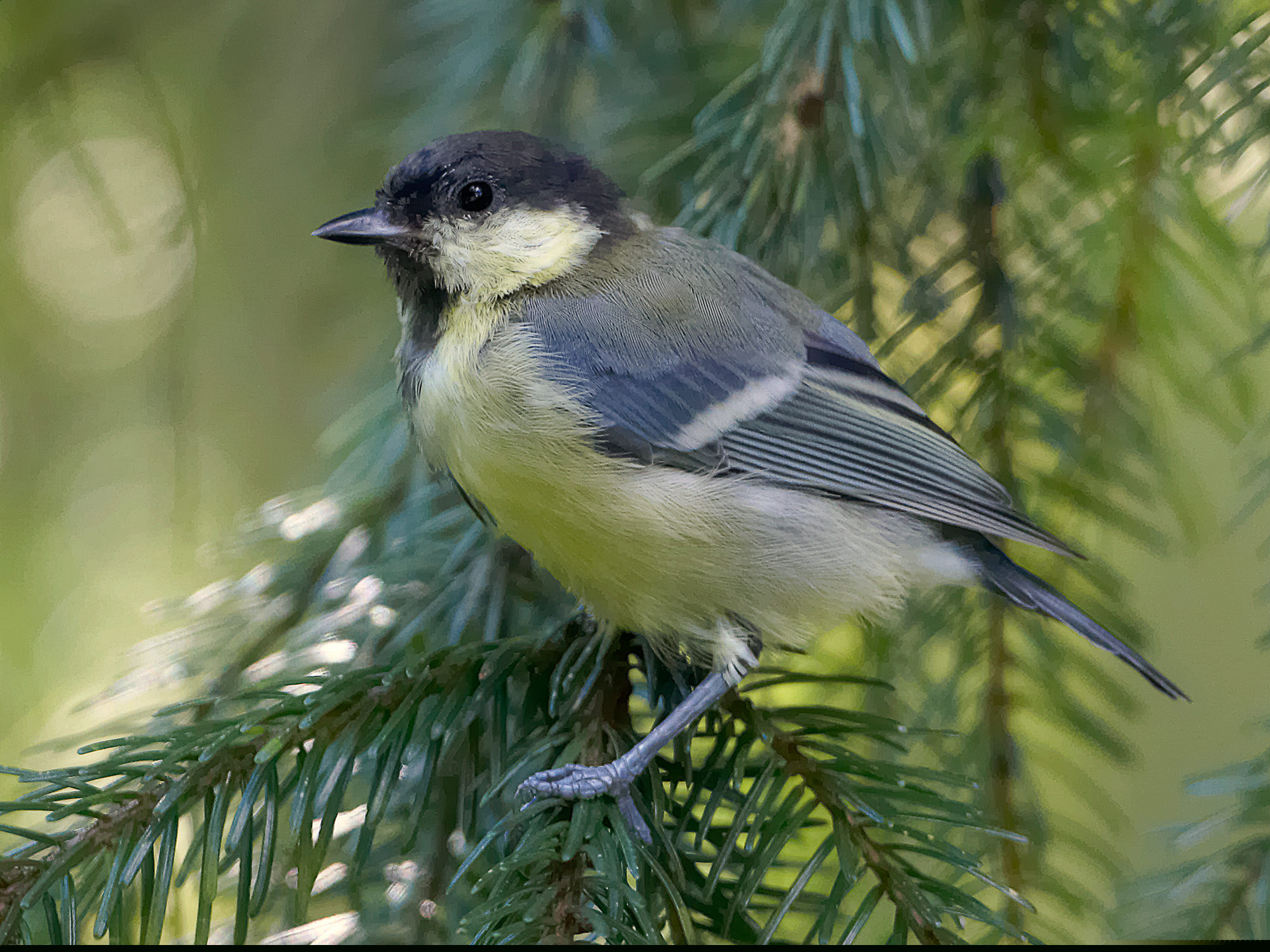 great tit