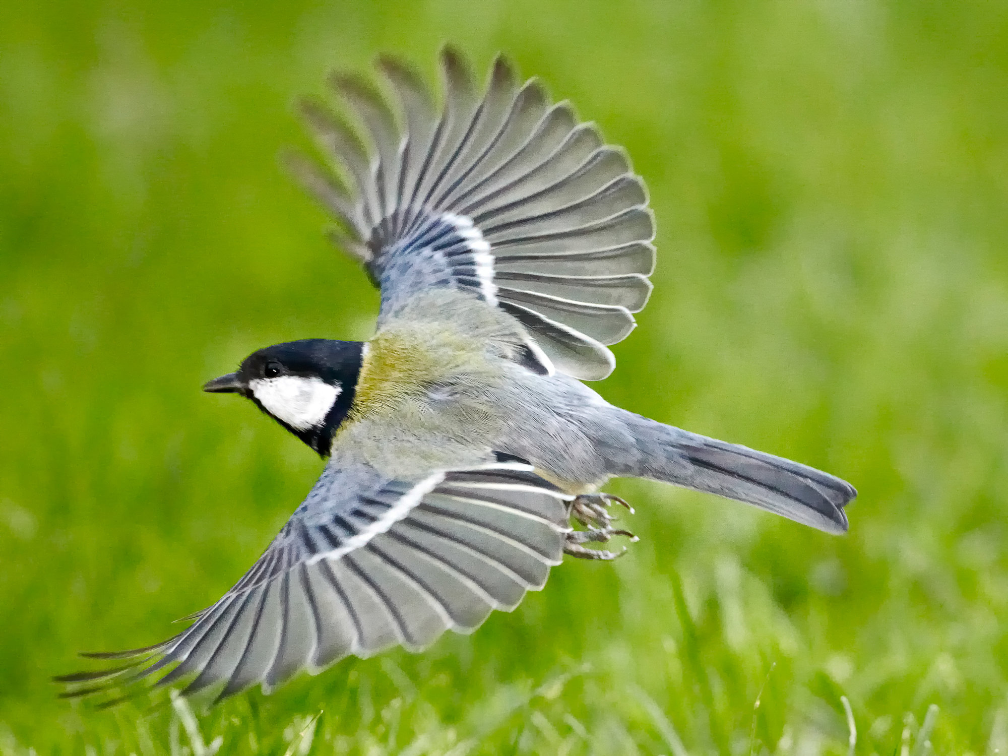 great tit