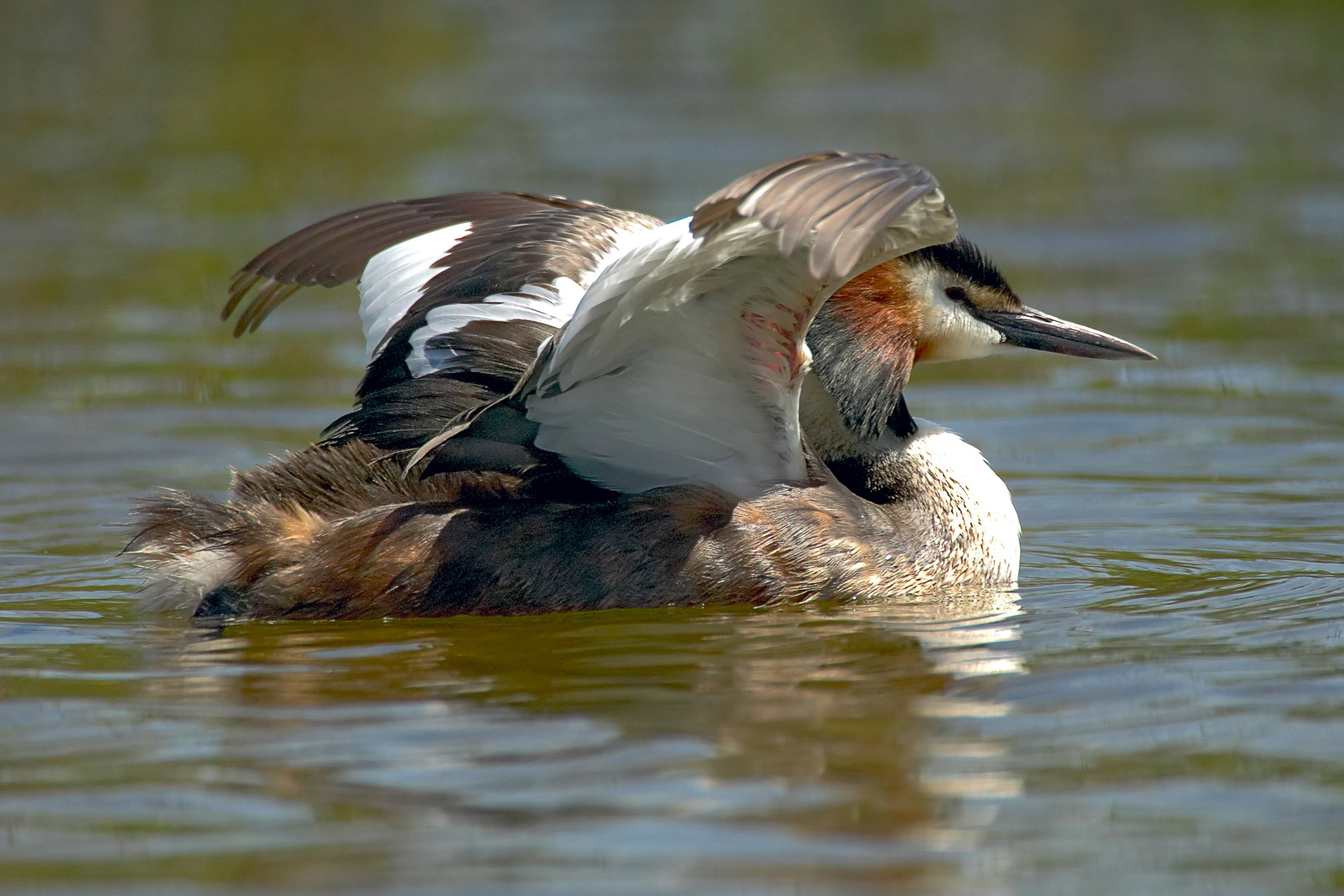 great crested grebe