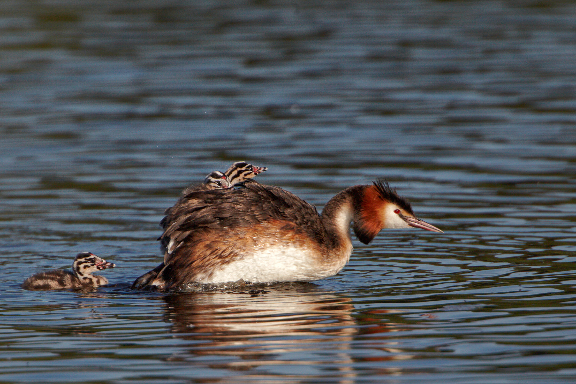 great crested grebes with chicks