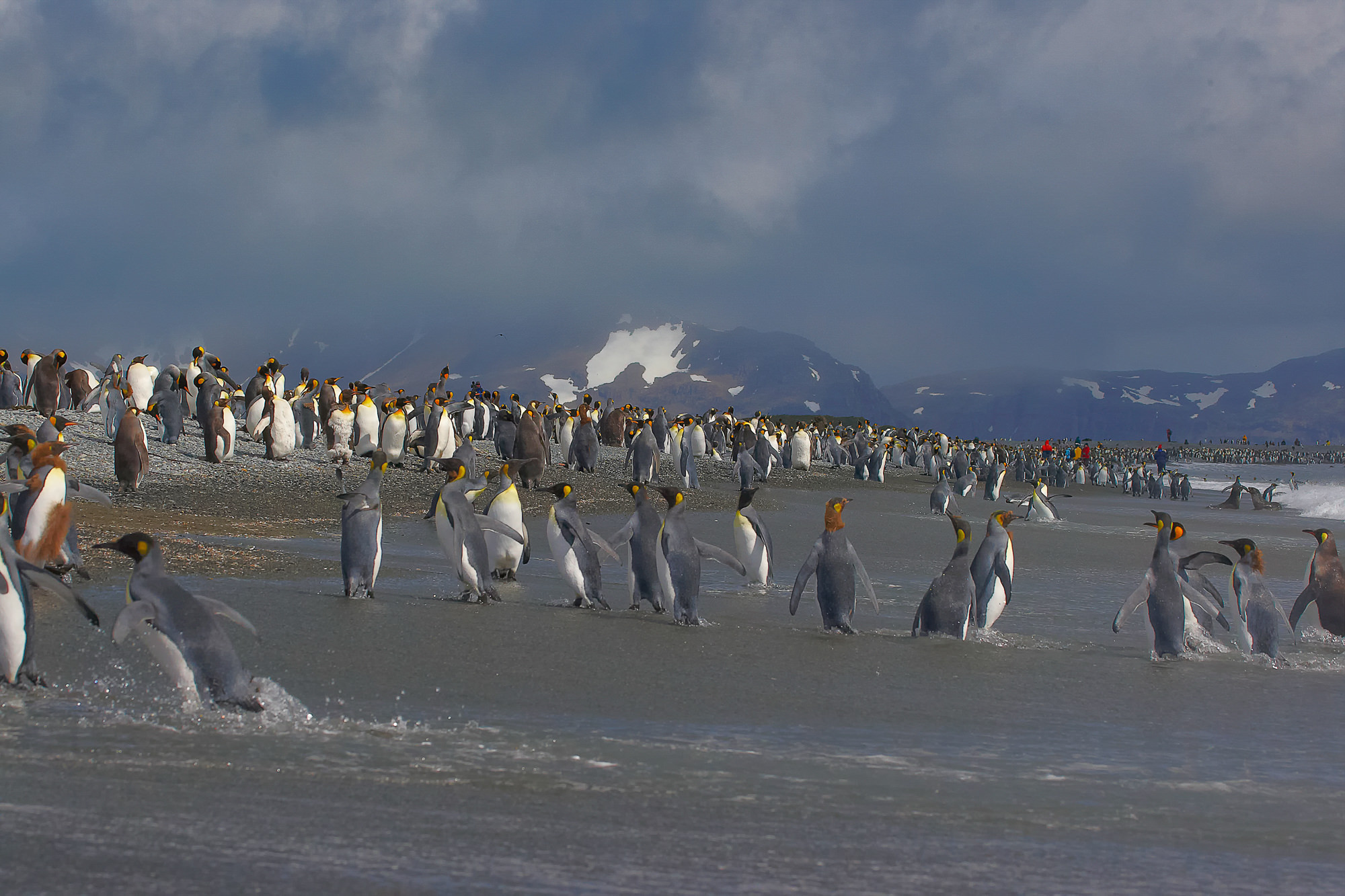 king penguins at Salisbury Plain, South Georgia