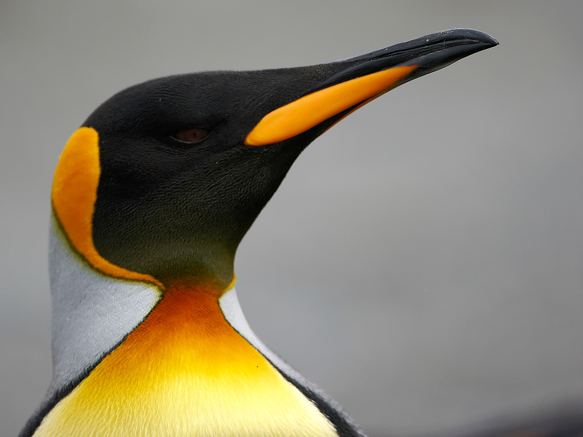 king penguin at St. Andrews Bay