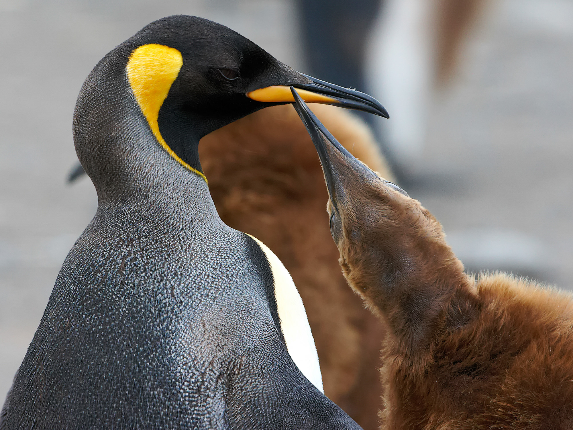 young king penguin begs for food