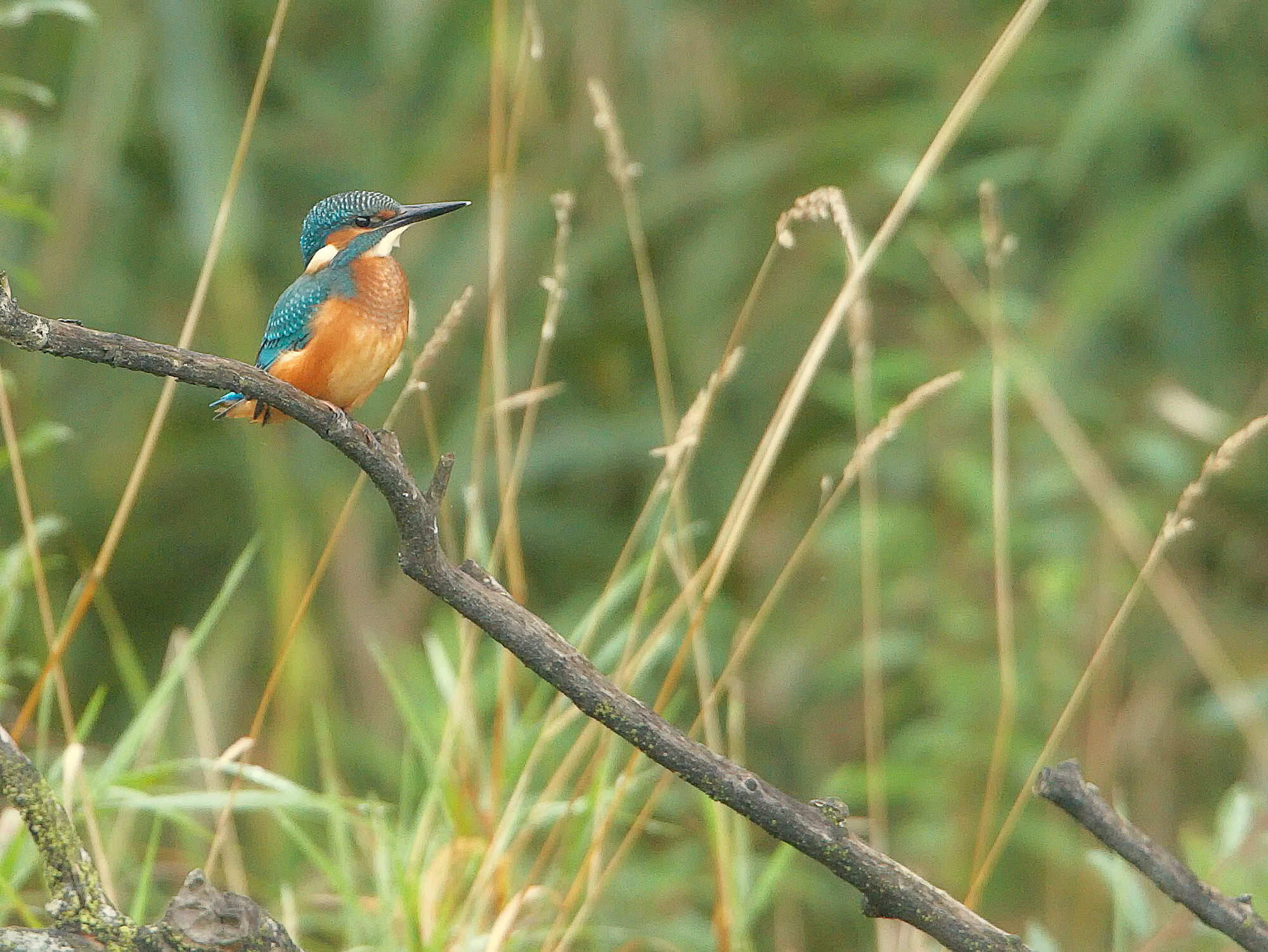 Kingfisher