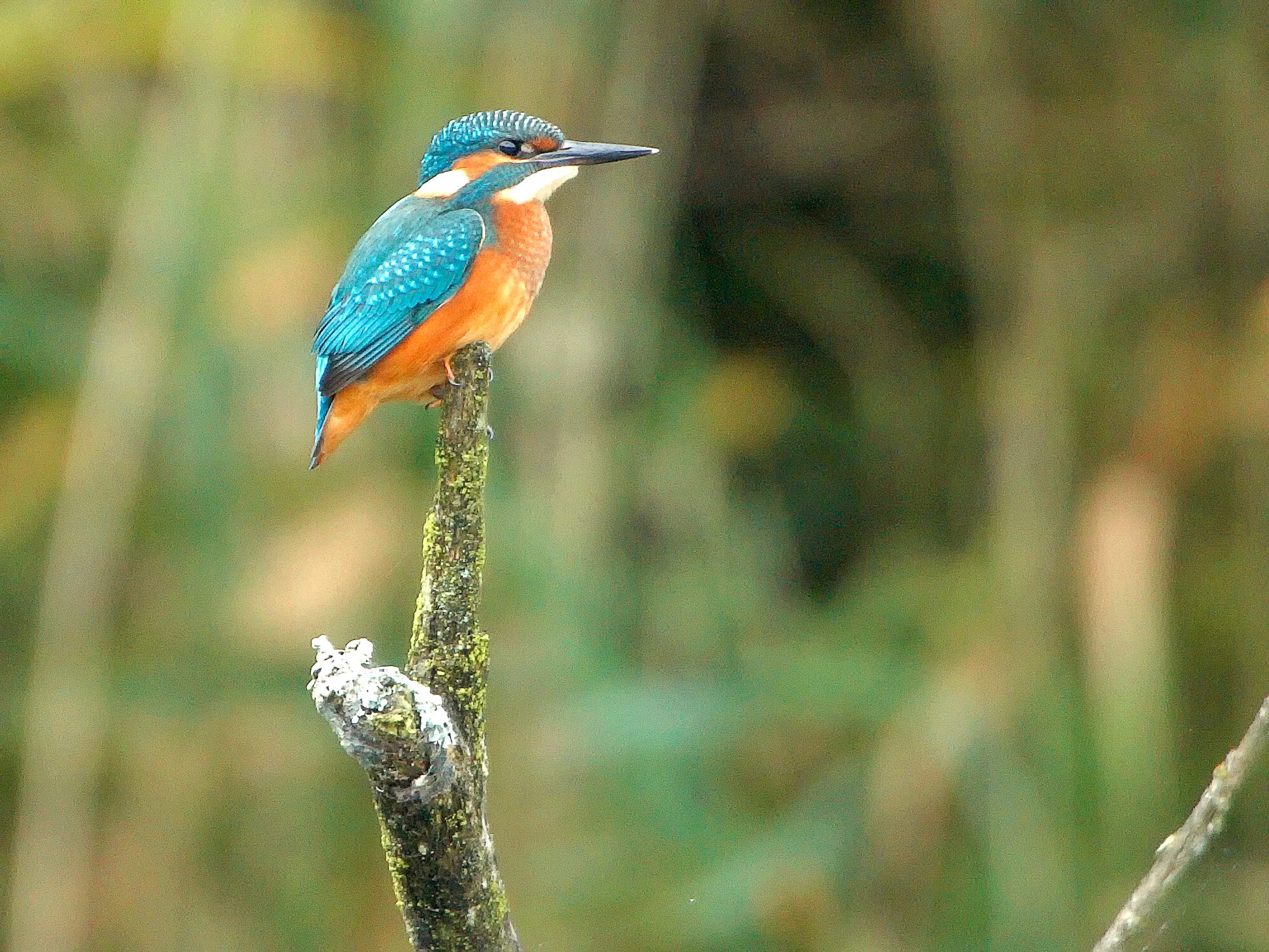 king fisher