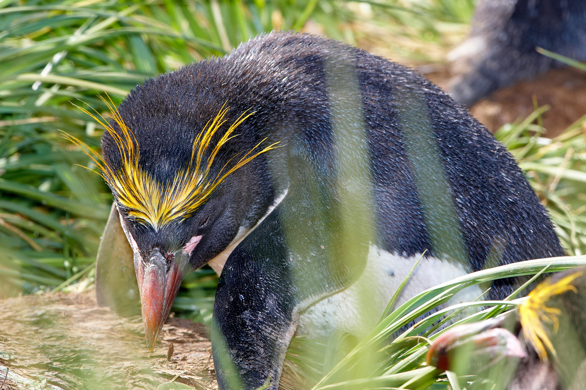 macaroni penguin